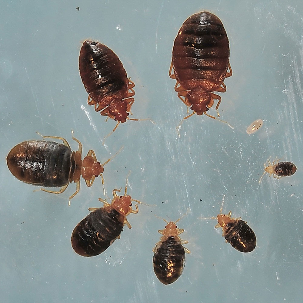 1 Bed Bugs Appearance