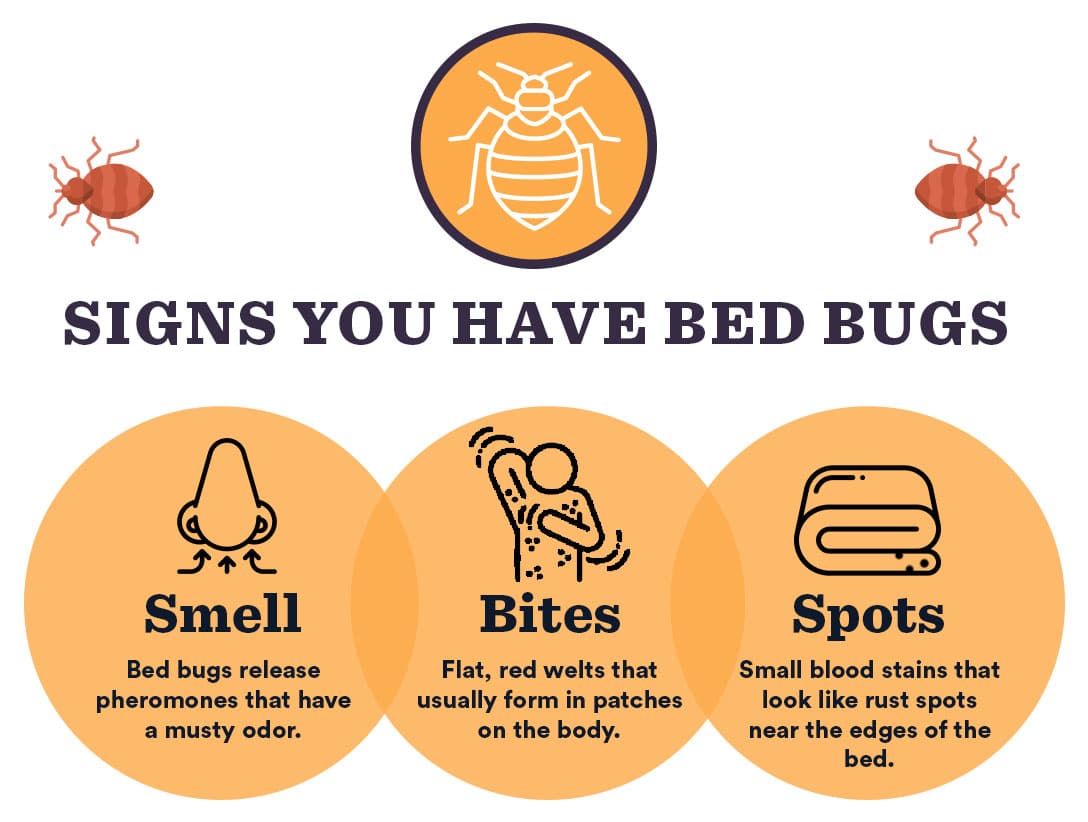 1. Check Common Bed Bug Hiding Spots