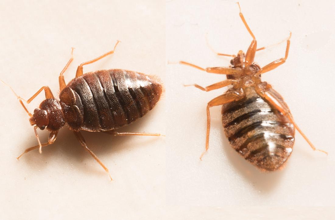 2 Bed Bugs Behavior