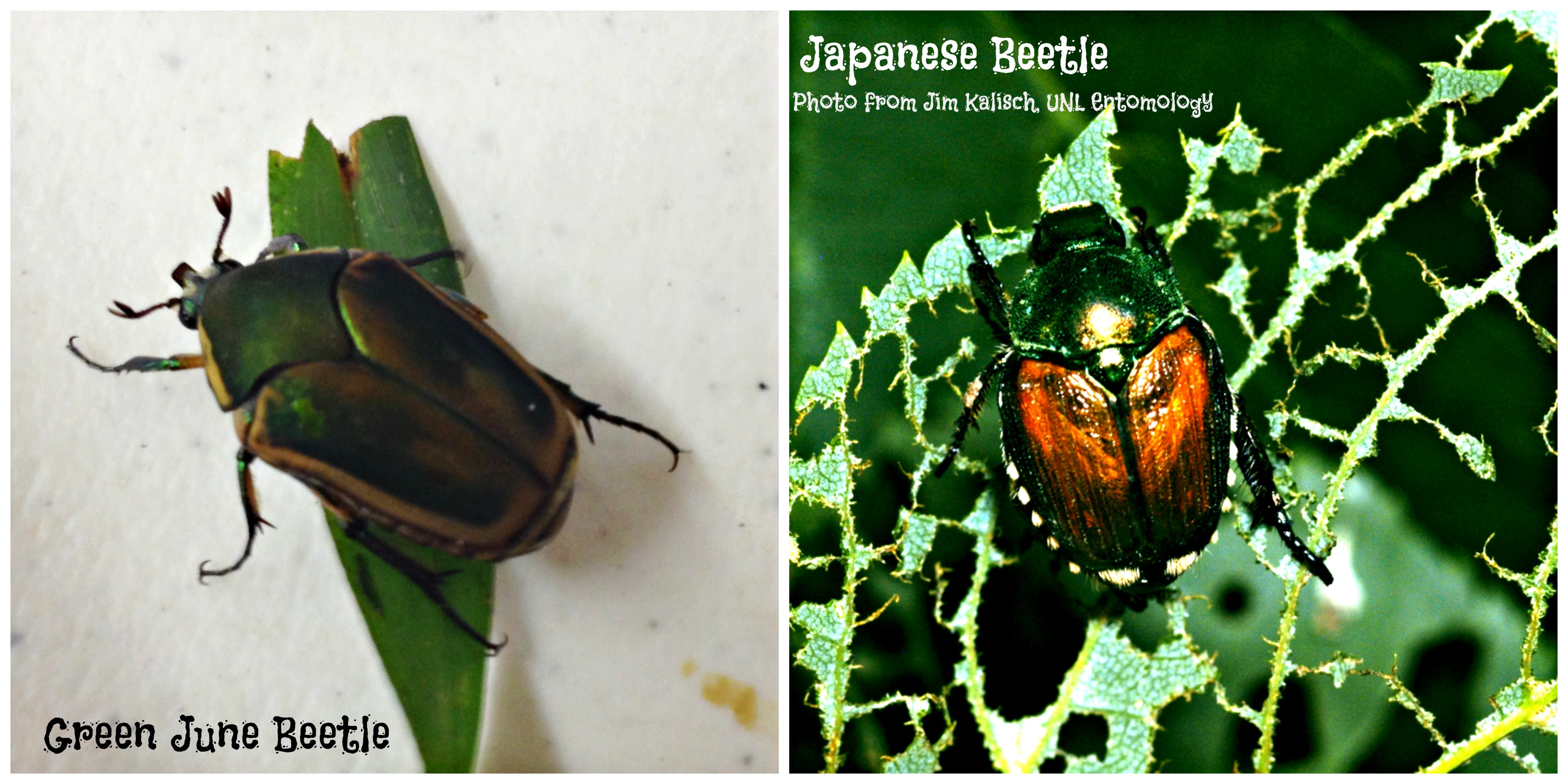 2. Handpick June Bugs