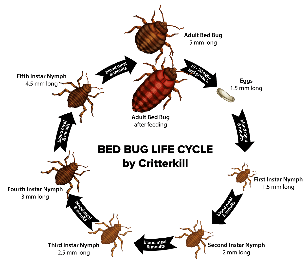 3 Bed Bugs Infestations