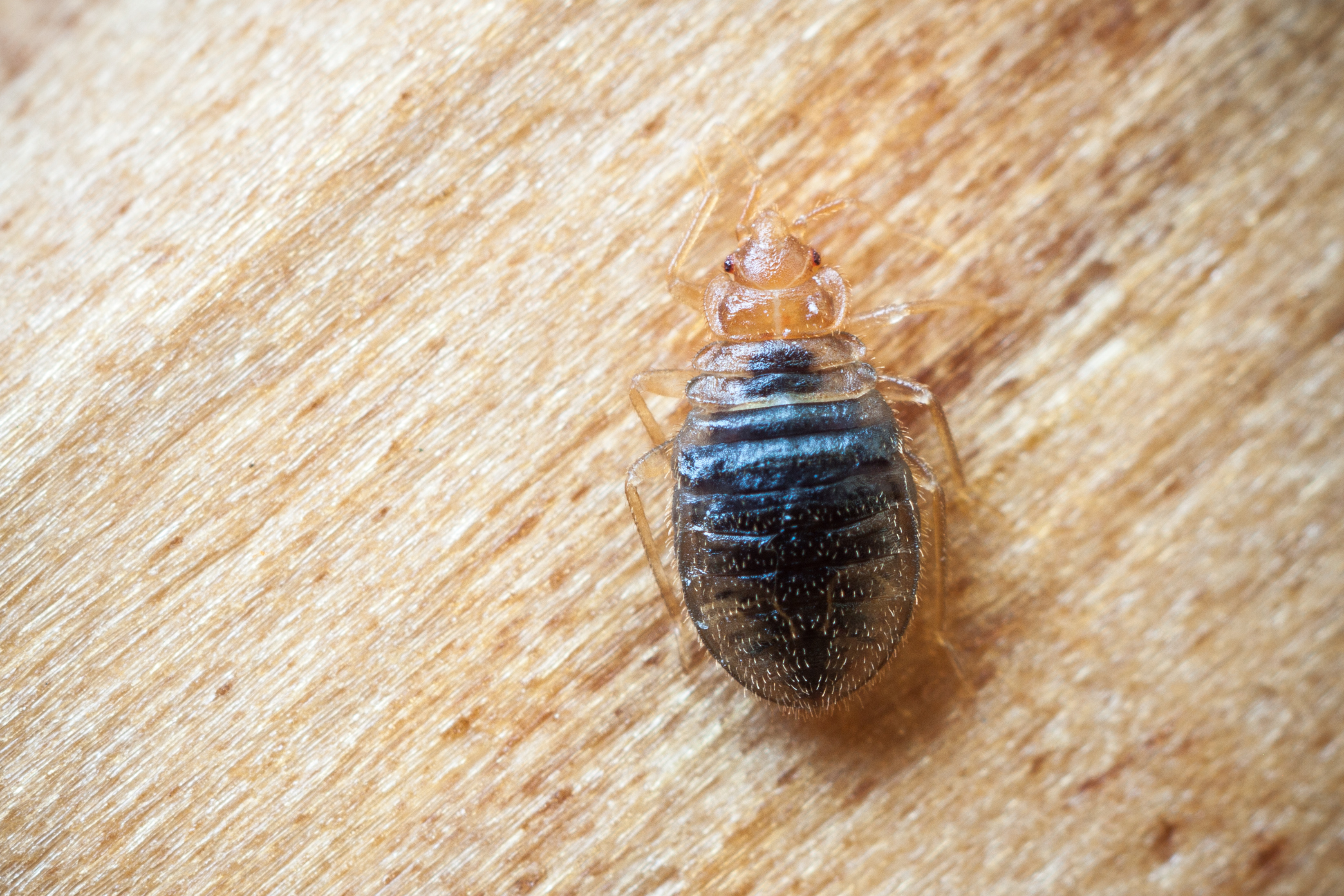 4. Inspecting For Bed Bugs