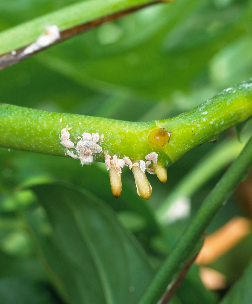 how-to-keep-bugs-away-from-your-tomato-plants-effective-tips-for