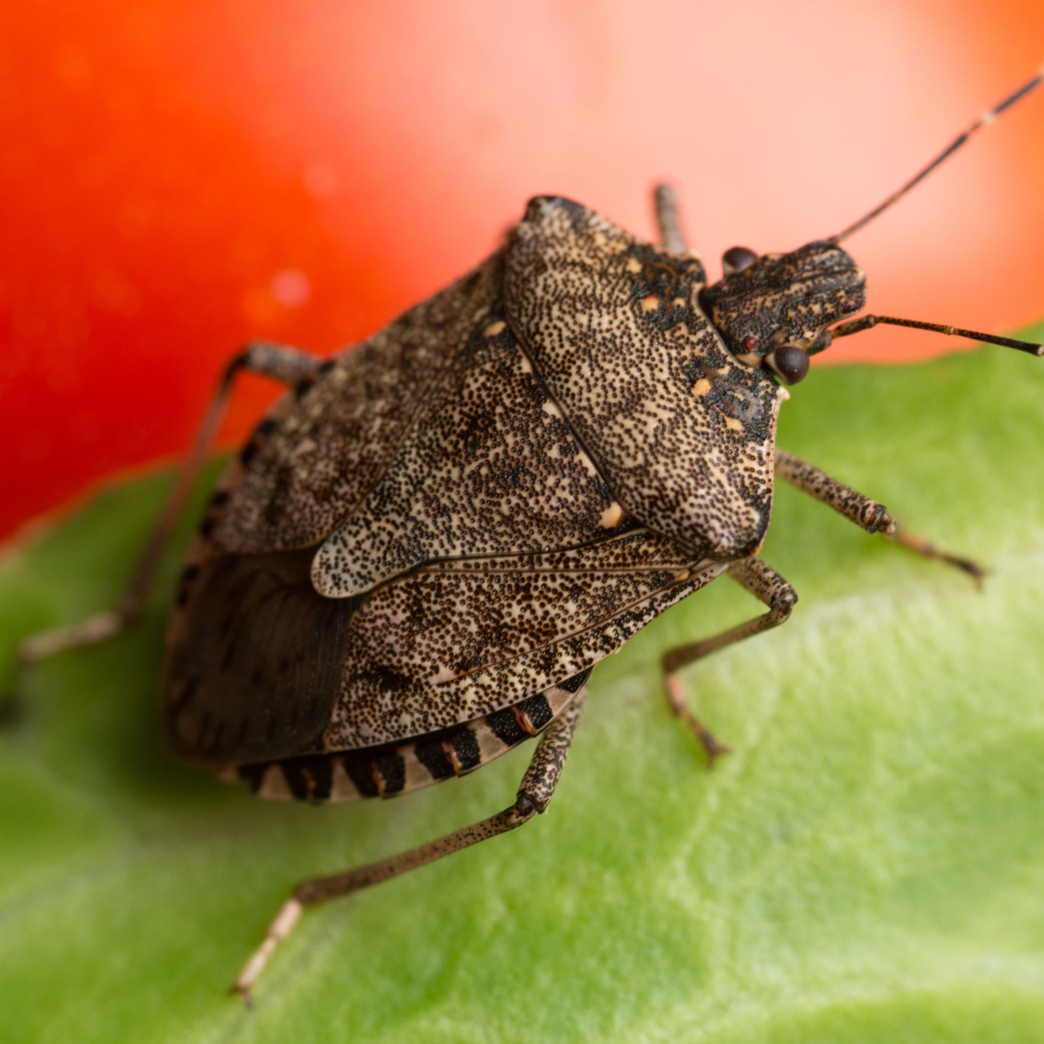 Actions To Take To Get Rid Of Stink Bugs