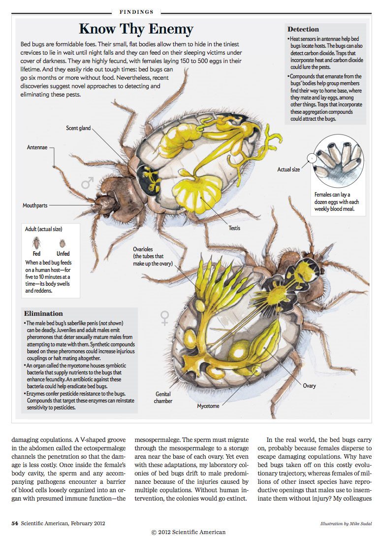 Anatomy Of A Bed Bug