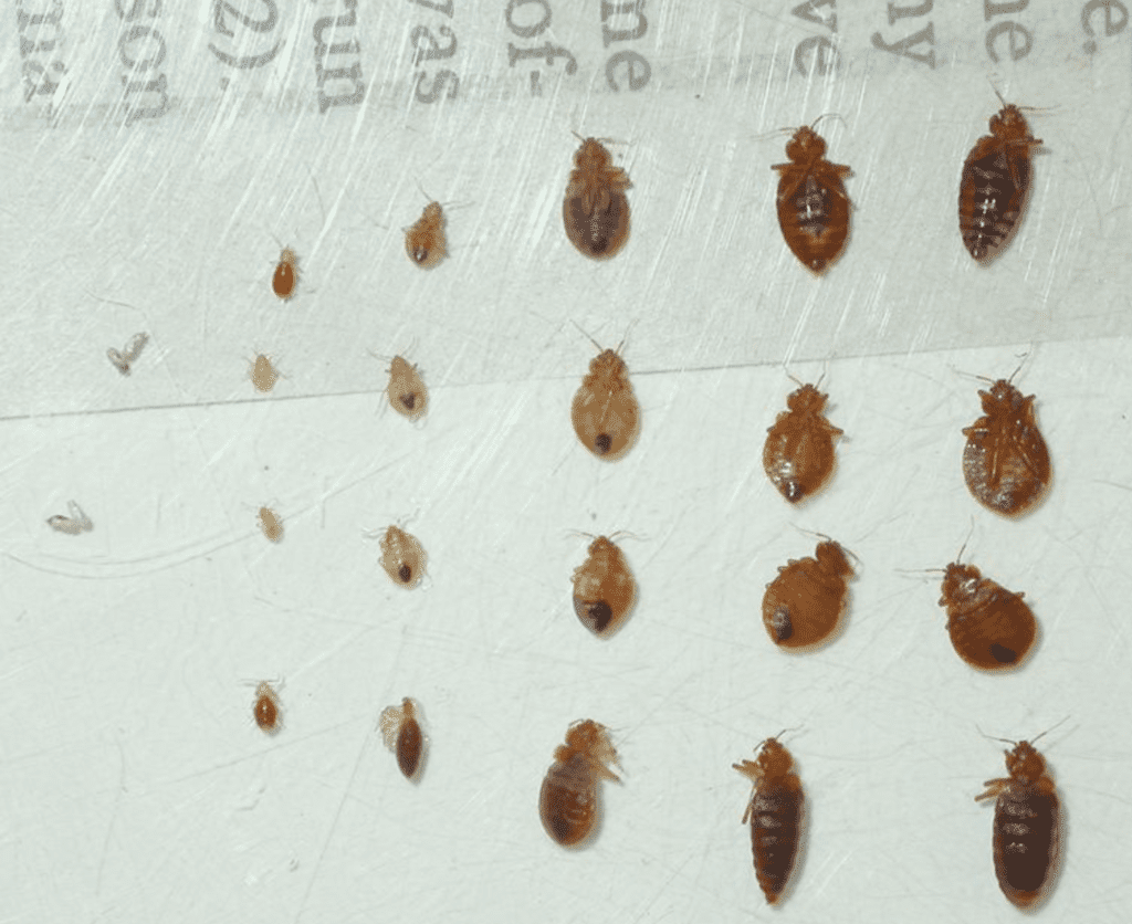 Appearance Of Baby Bed Bugs