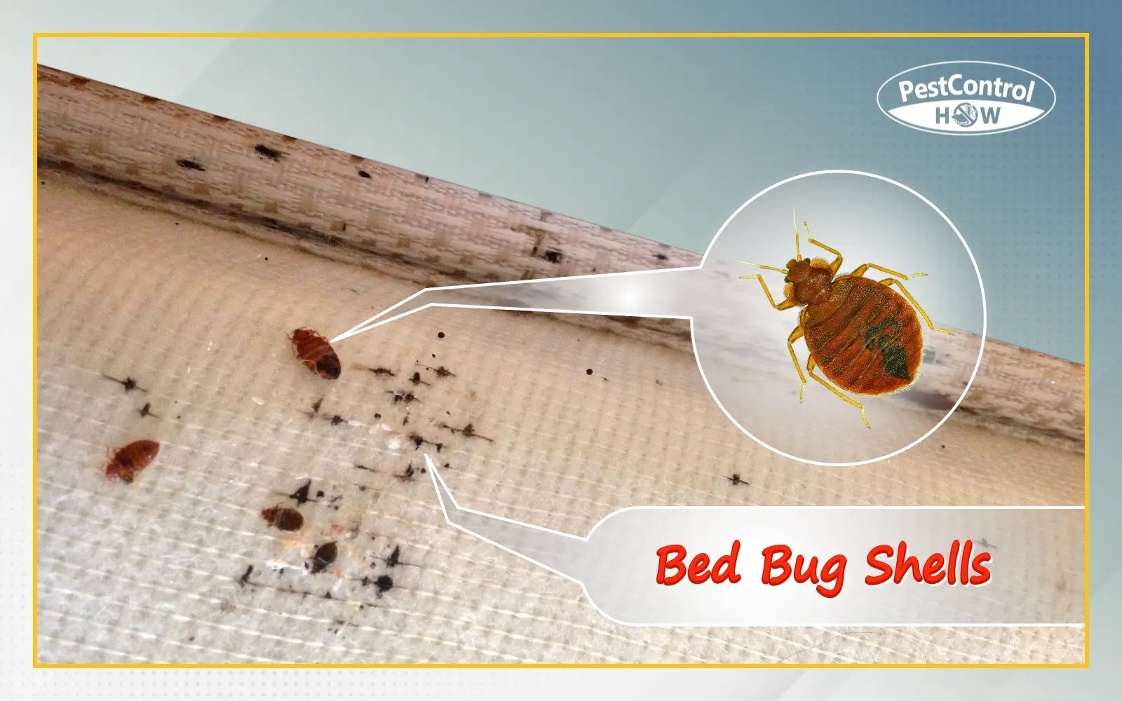 Appearance Of Bed Bug Shells