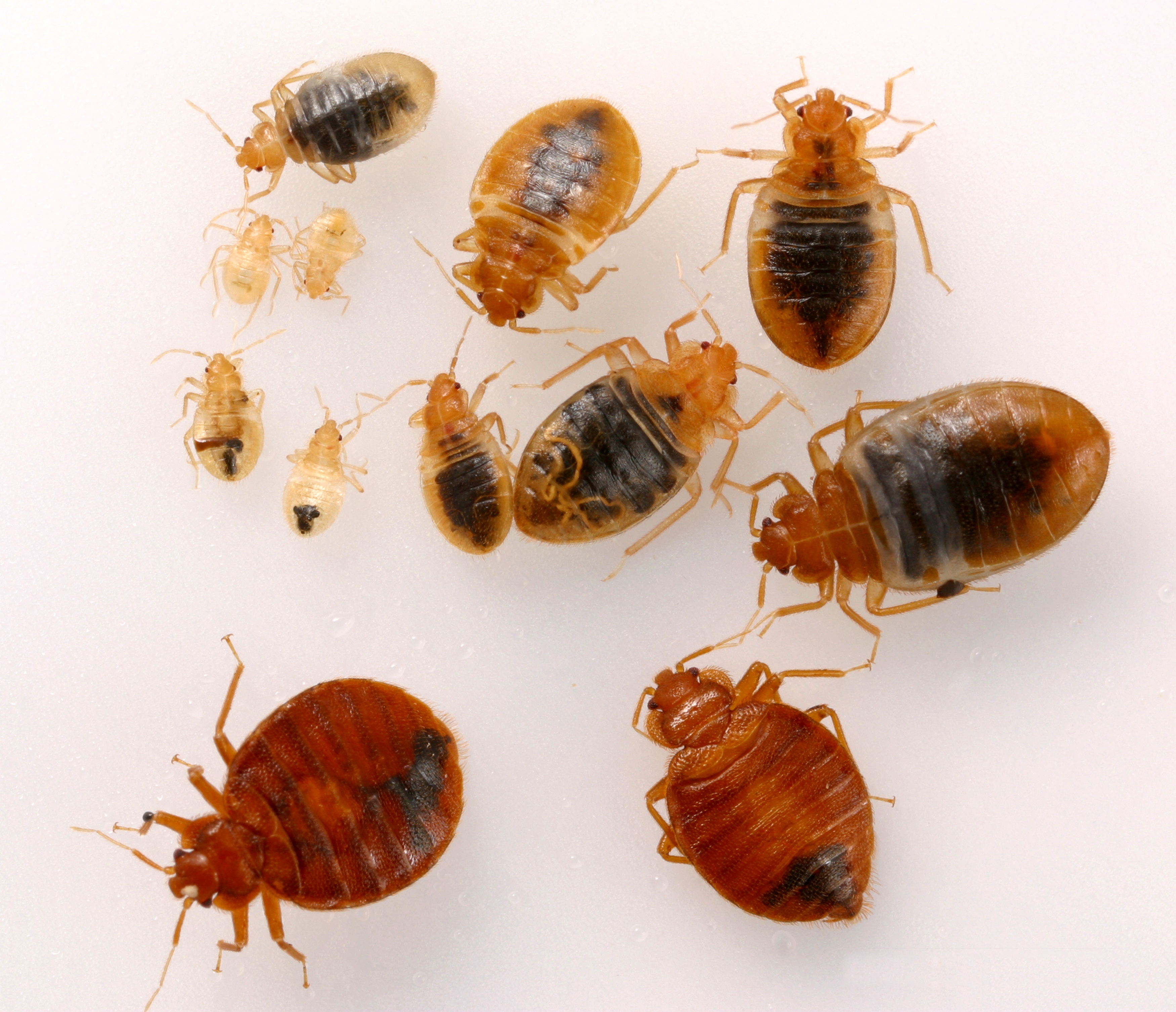 Assessing The Bed Bug Infestation