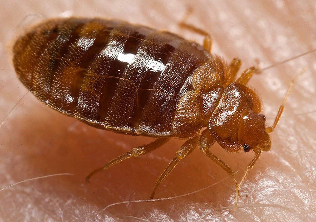 Bed Bug Appearance