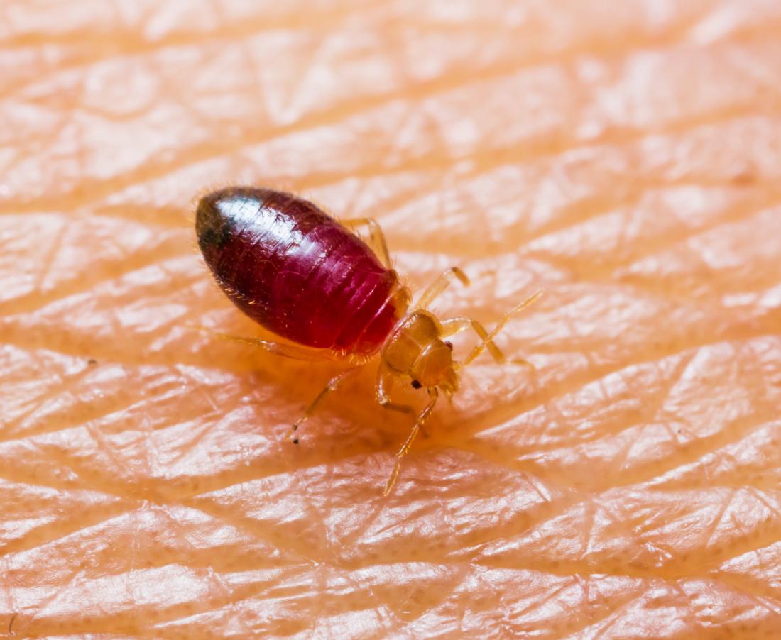 Bed Bug Behavior Without Air