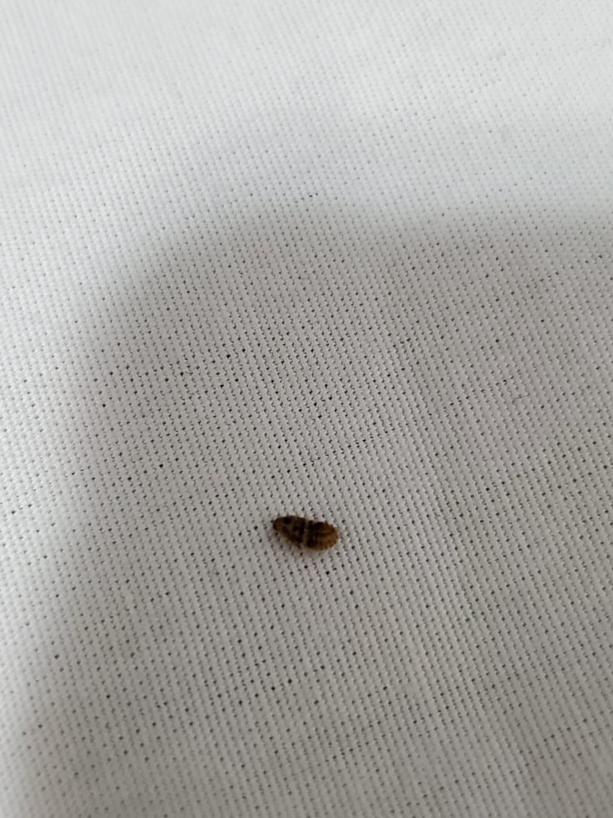 Bed Bug Cast Skins