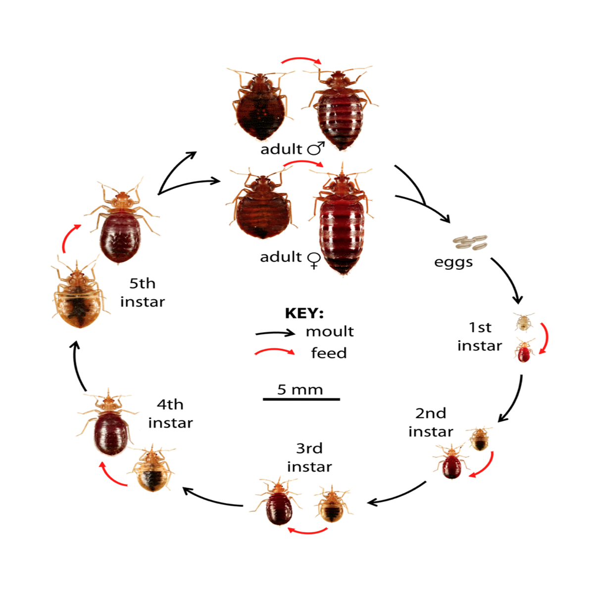  Bed Bug Development Without Air 