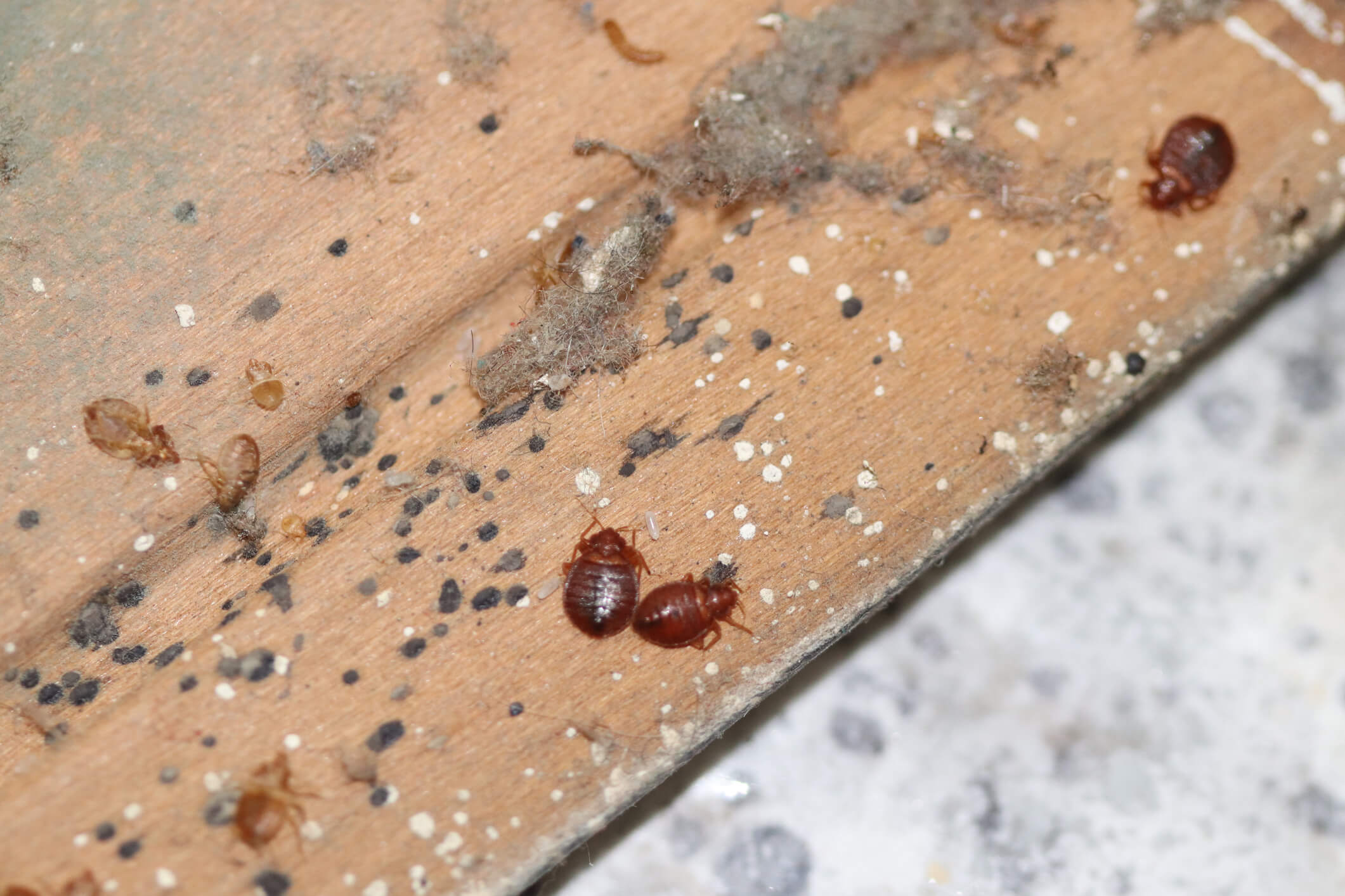 Bed Bug Habitats