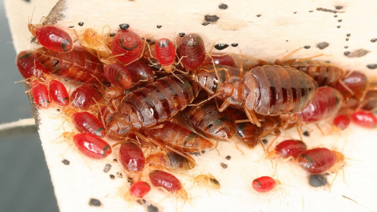 Bed Bug Infestations