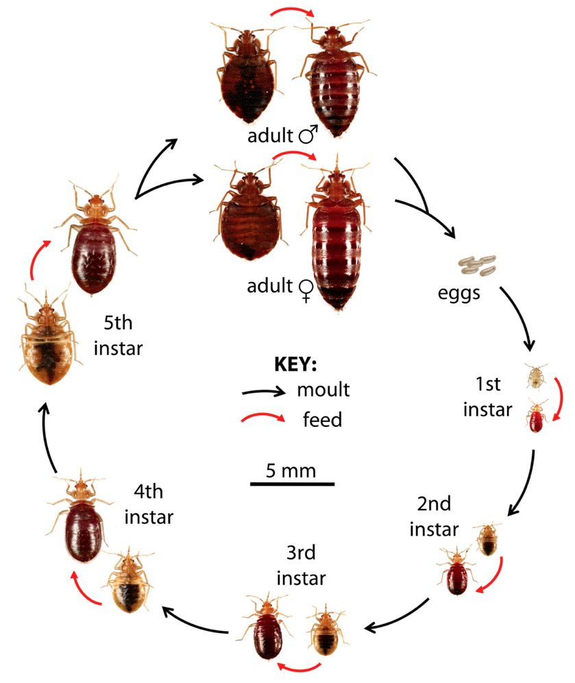 Bed Bug Lifecycle