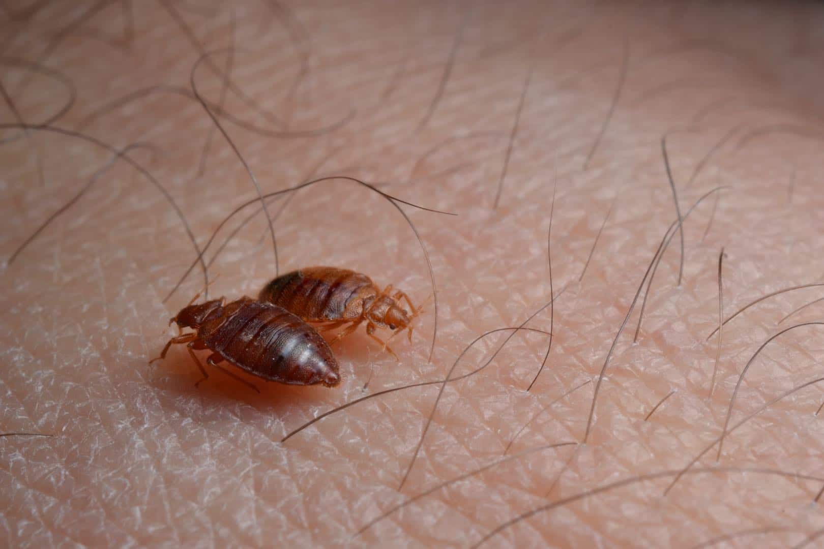 Bed Bug Molting