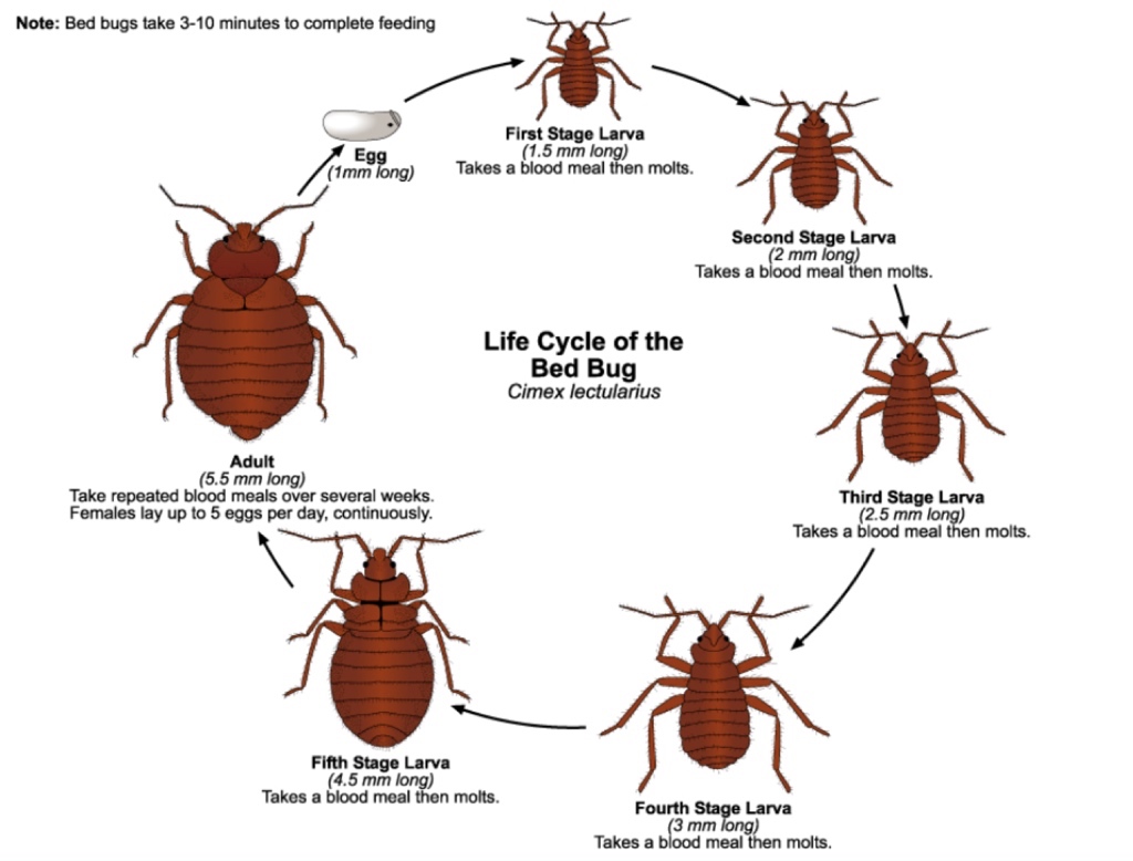 Bed Bug Reproduction Without Air