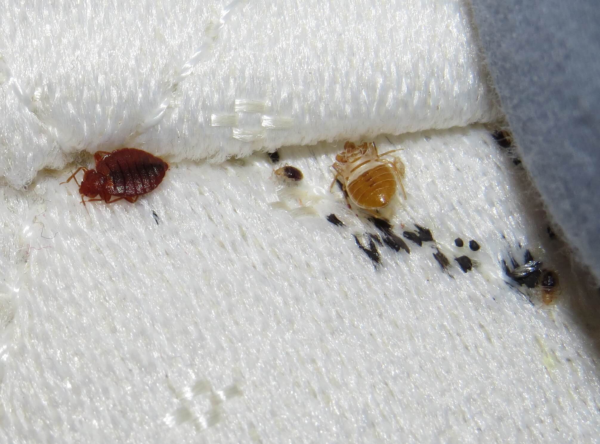 Bed Bug Treatment