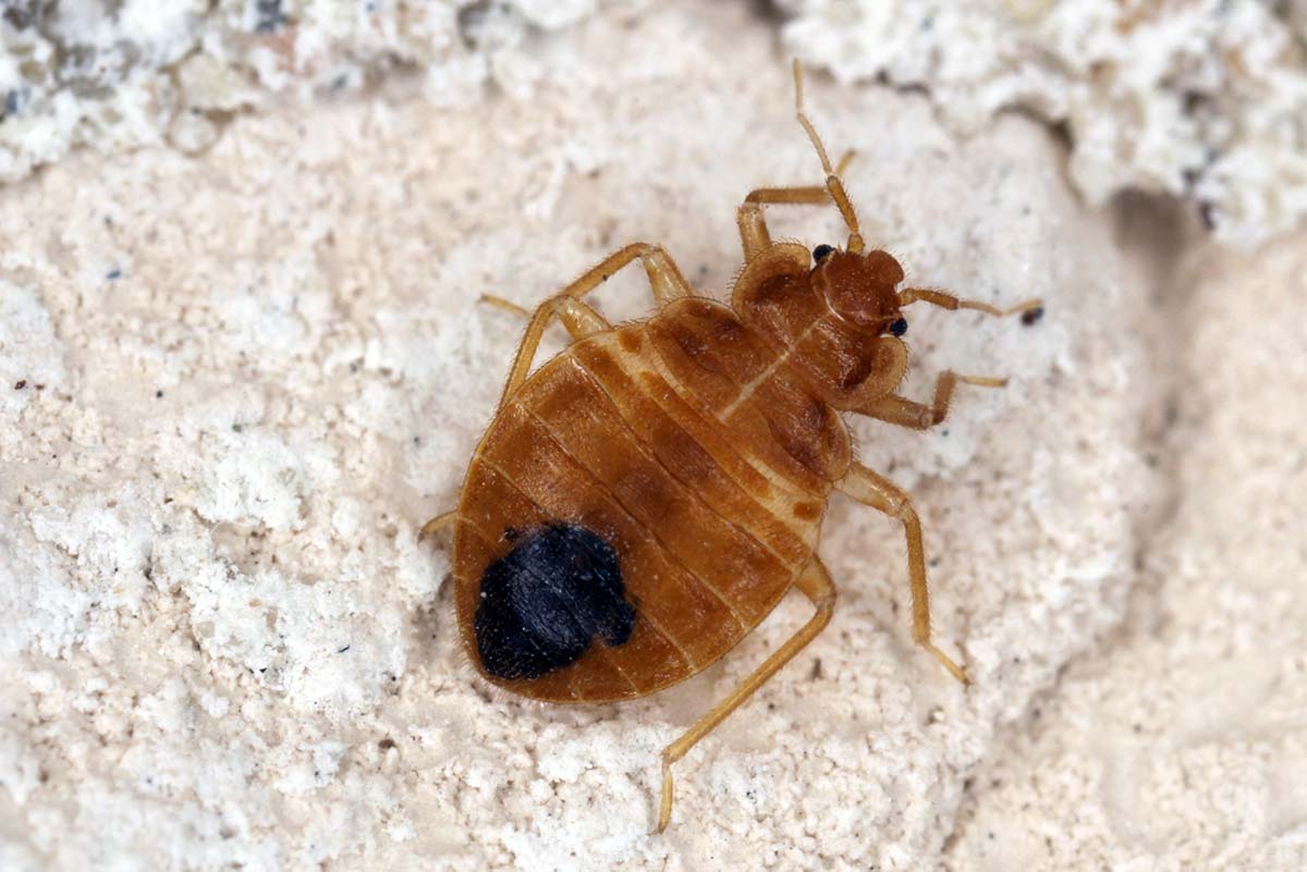 Bed Bugs And Blood Types In The Wild