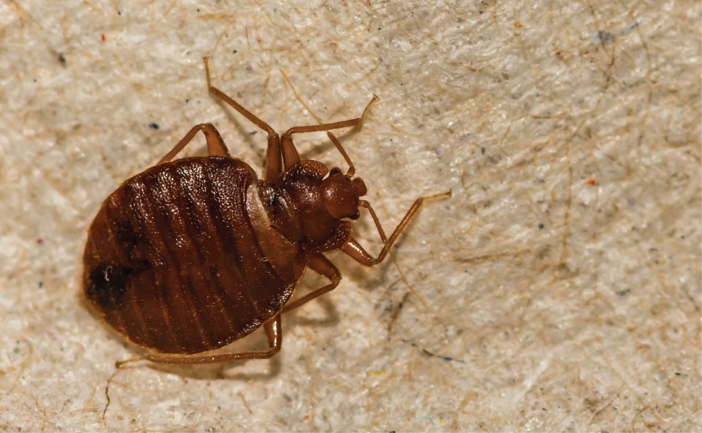 When Do Bed Bugs Come Out? All You Need to Know About Bugs