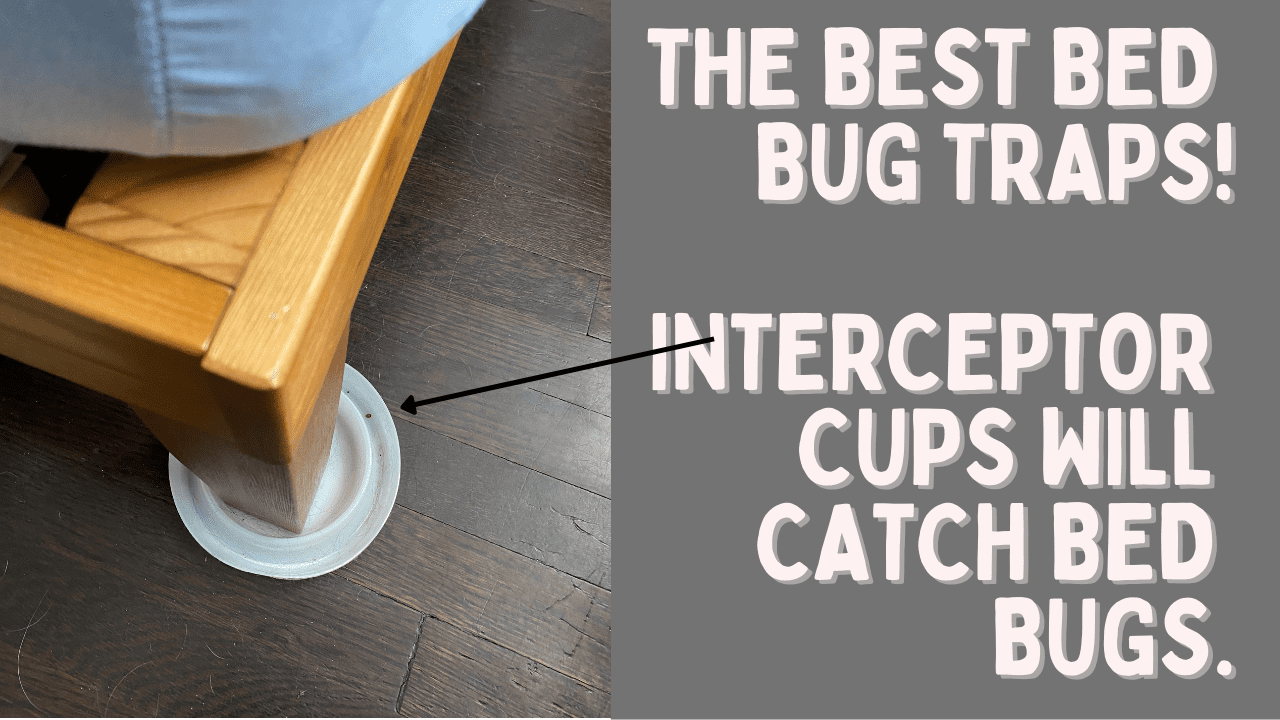 Benefits Of Using Bed Bug Interceptors