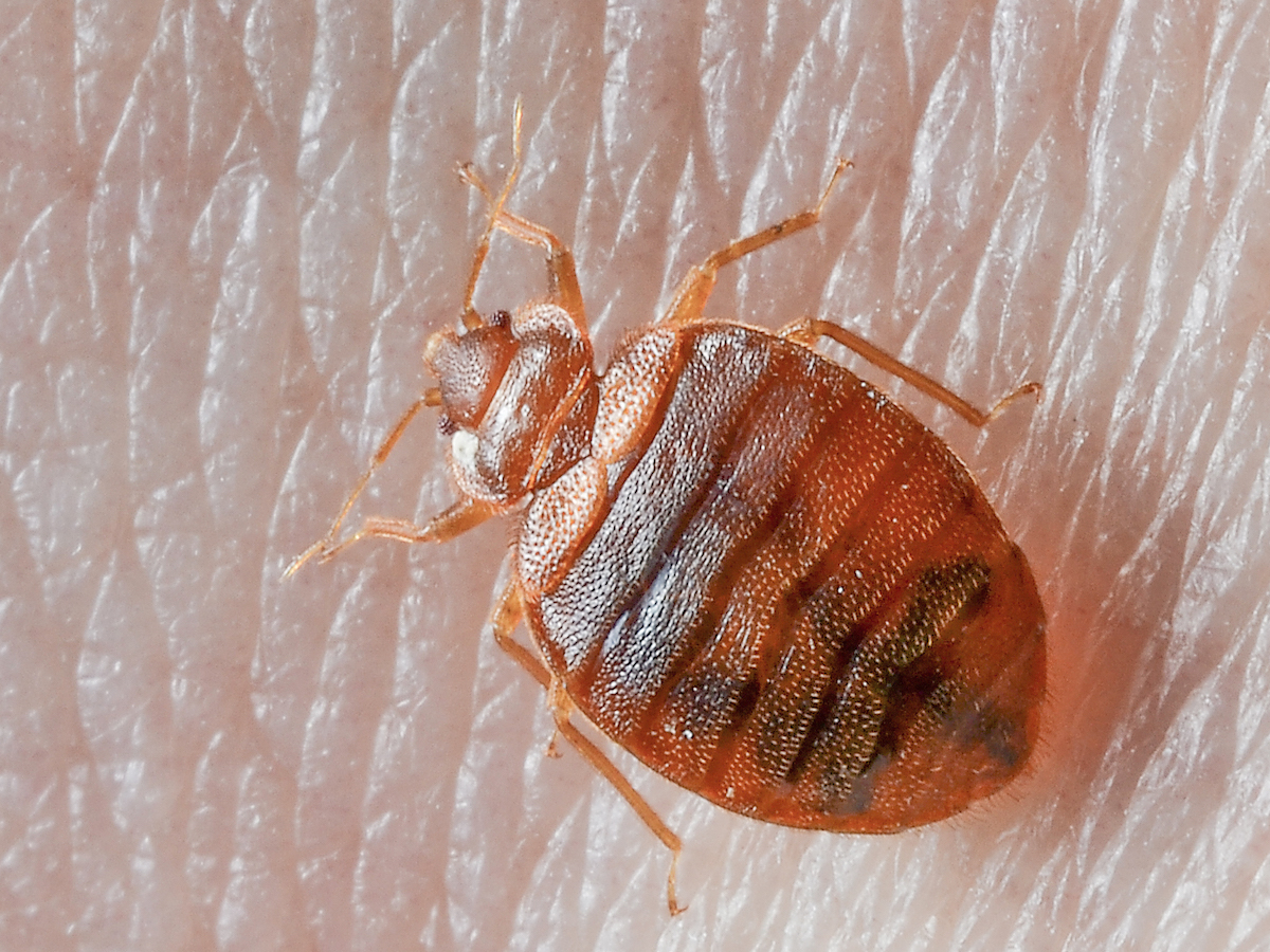 Biology And Habits Of Bed Bugs