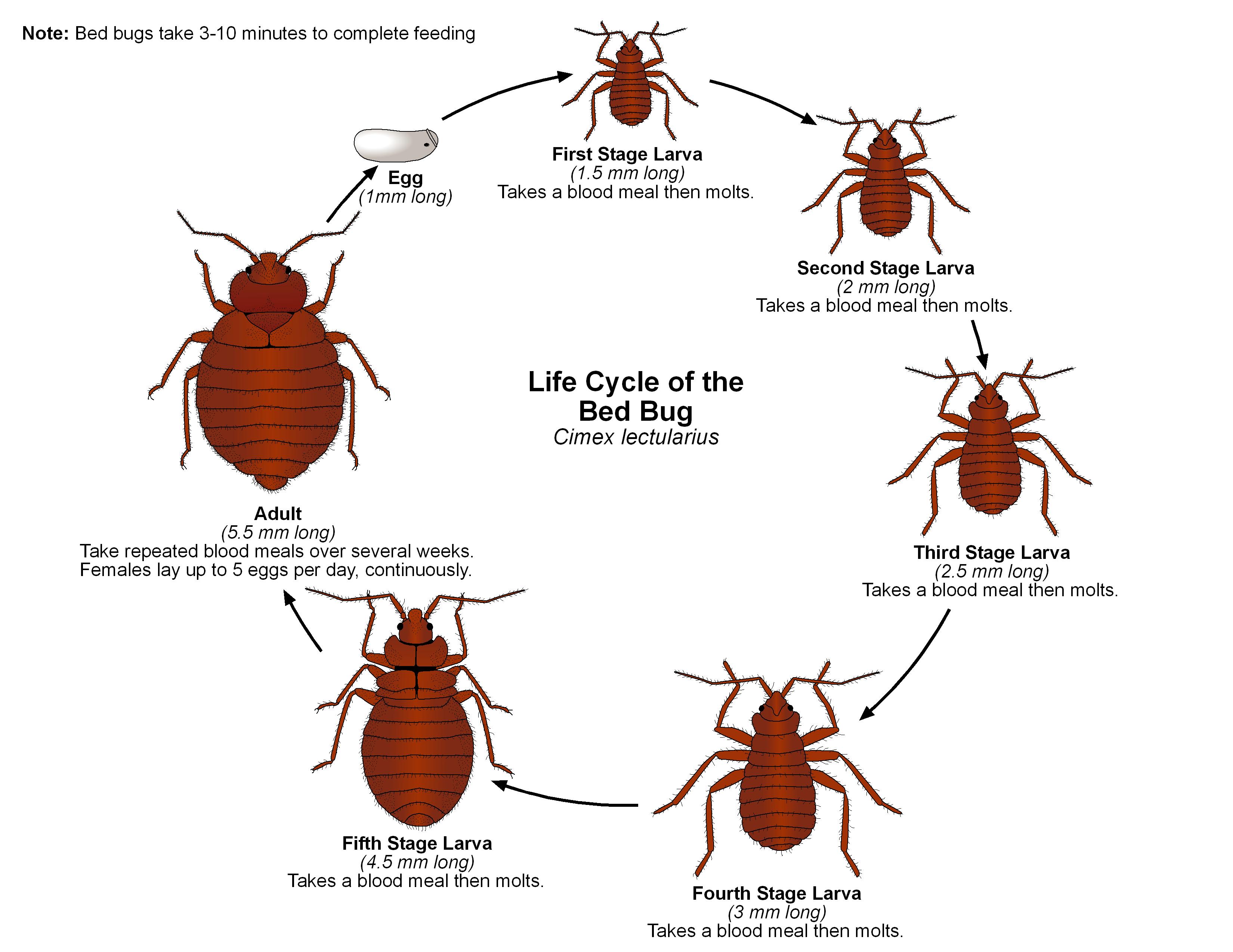 Biology Of Bed Bugs