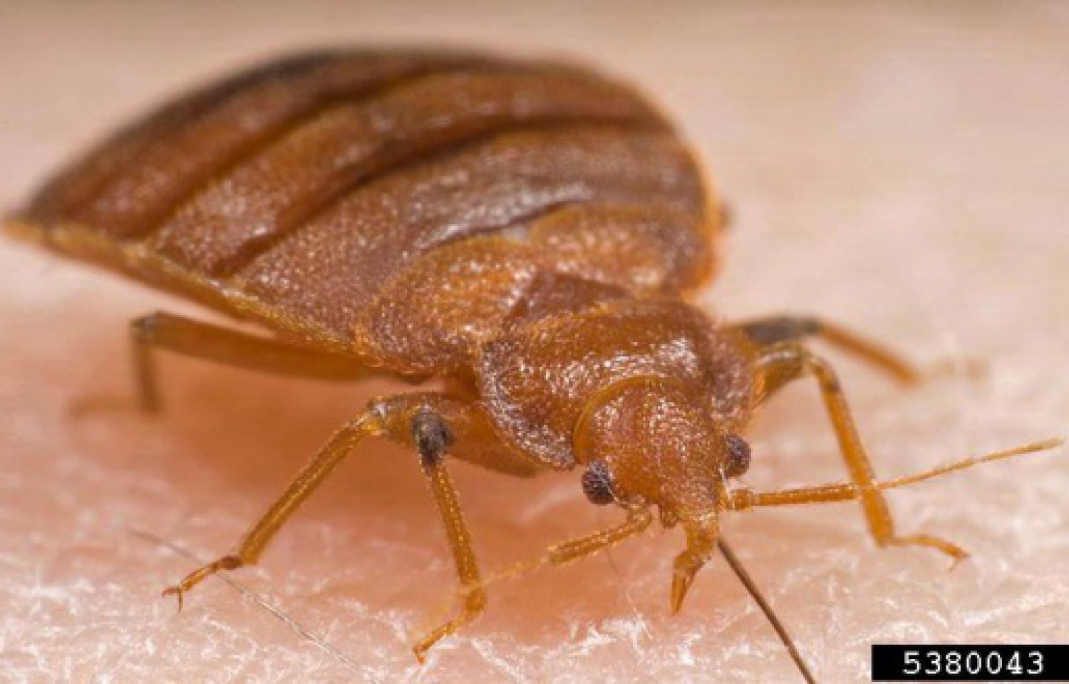 What Type Of Blood Do Bed Bugs Crave Uncovering The Feeding Habits Of Bugs   Blood Types Preferred By Bed Bugs 37 