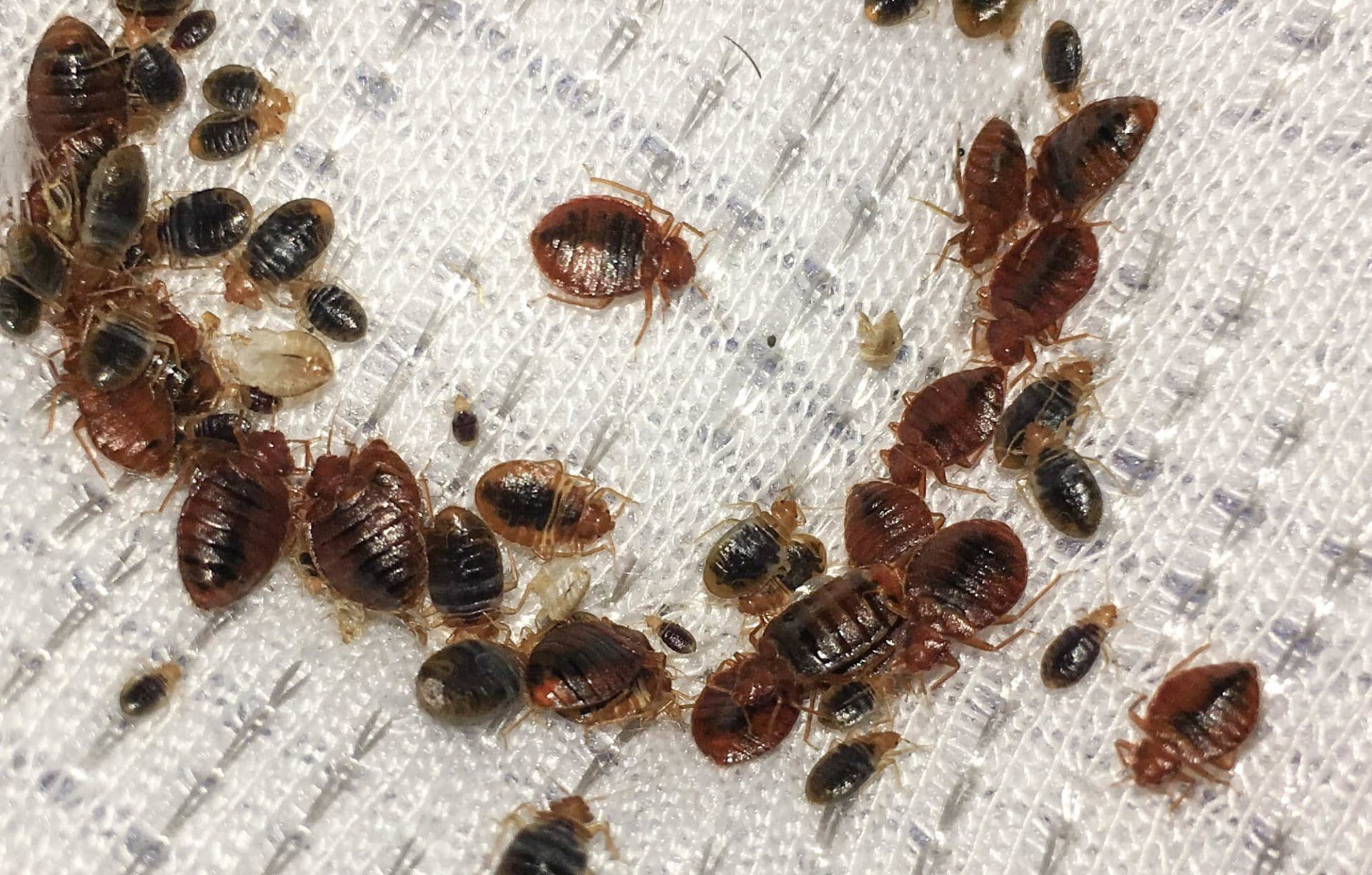 Can Bed Bugs Be Controlled?