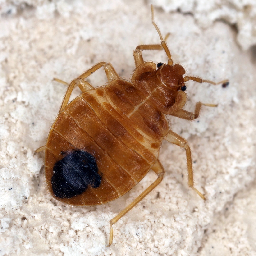 Can Bed Bugs Bite Through Clothing?