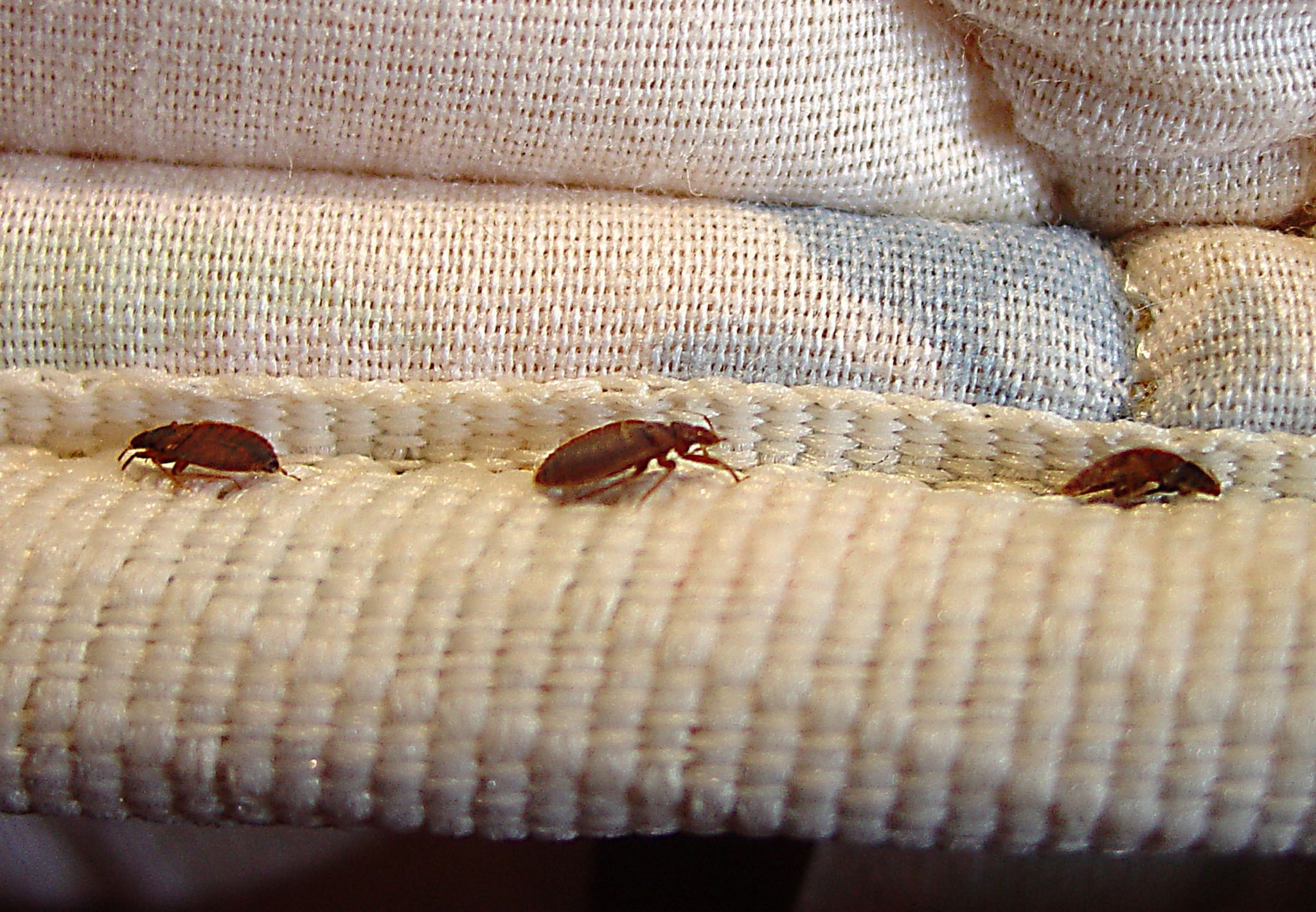 Can Bed Bugs Live In Plastic Bags?