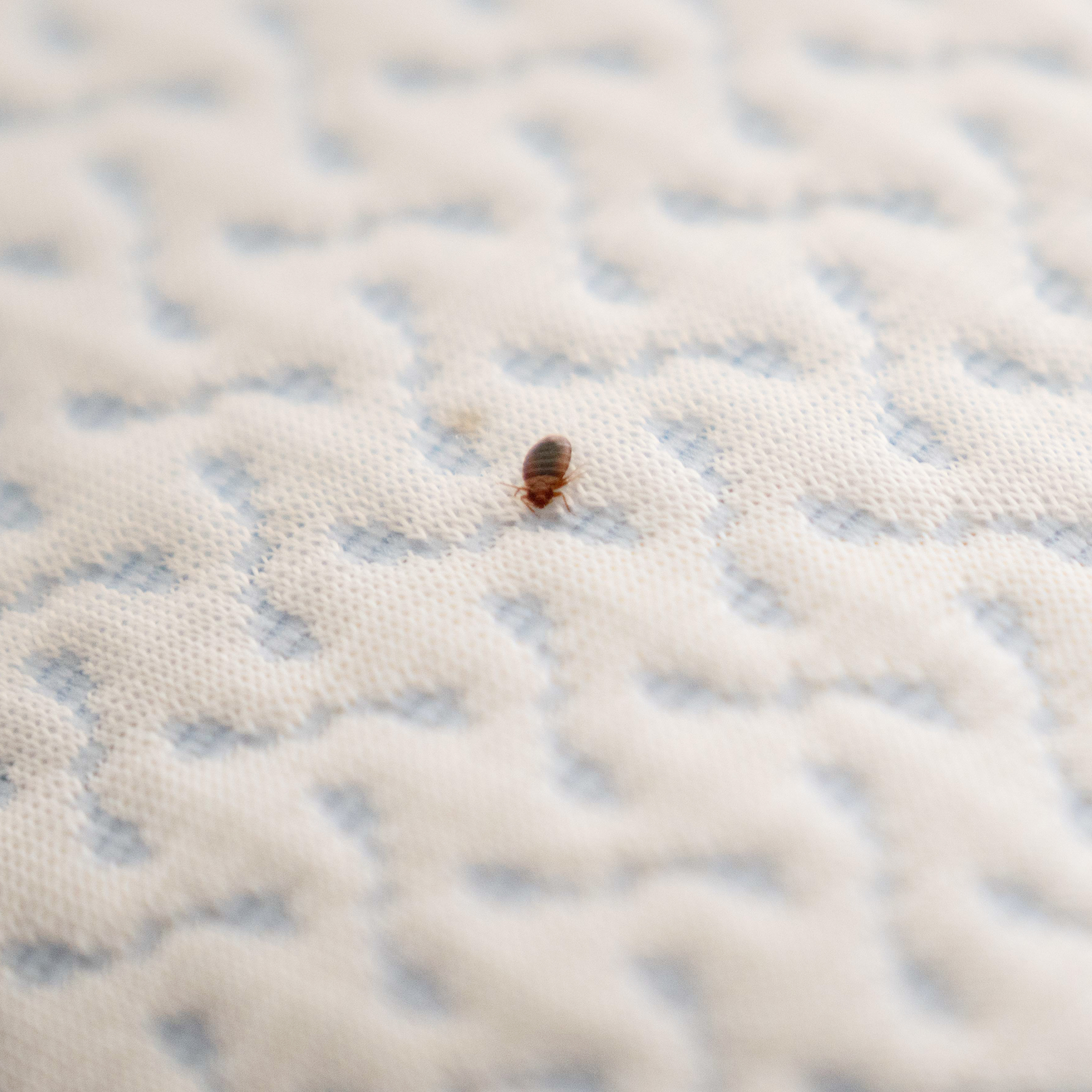 Causes Of Bed Bugs In Used Furniture