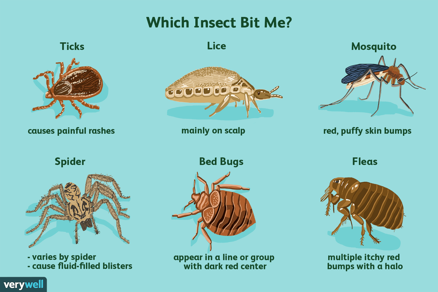  Causes Of Bug Bites 