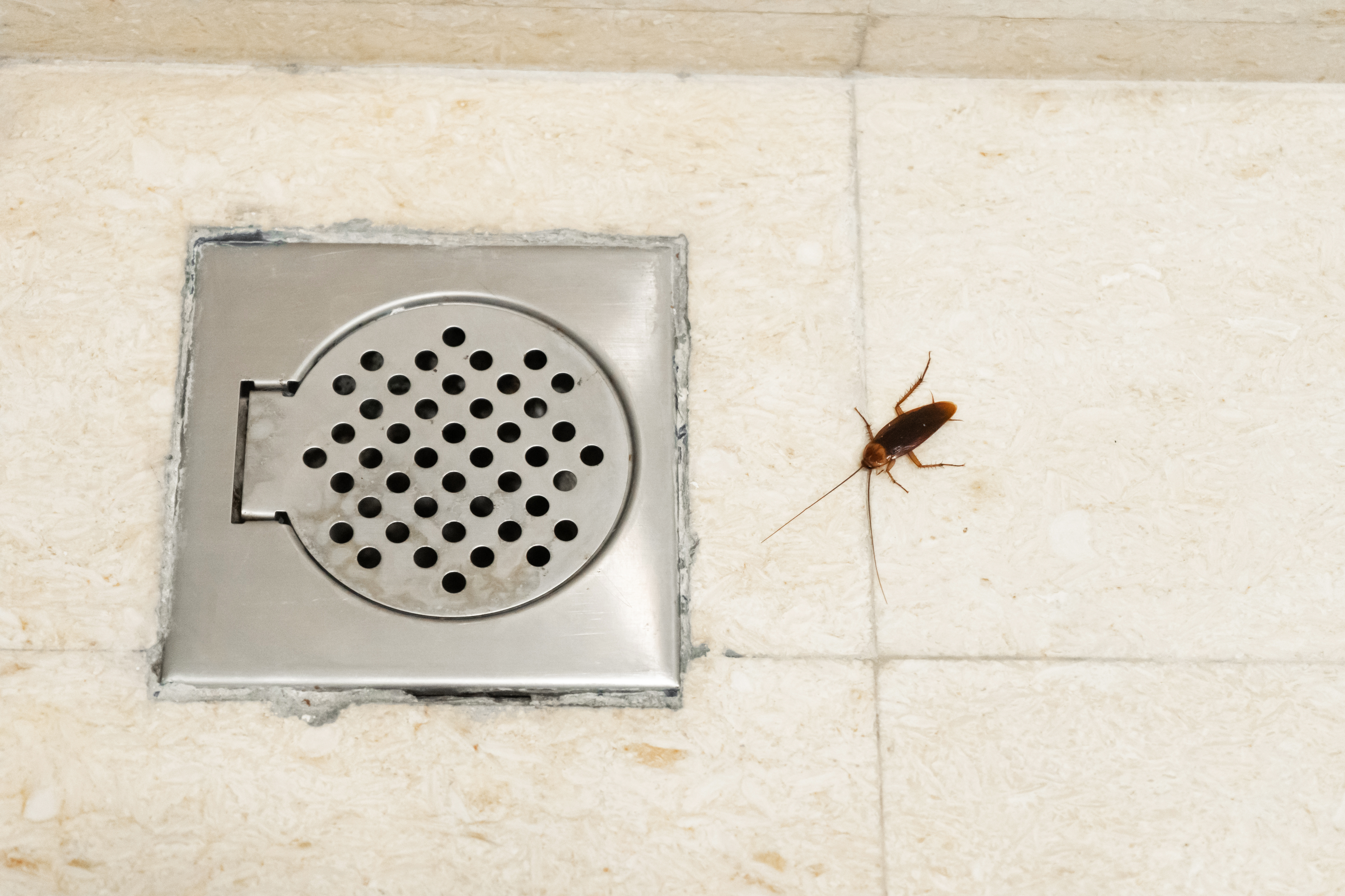 Causes Of Bugs Coming Up Drains