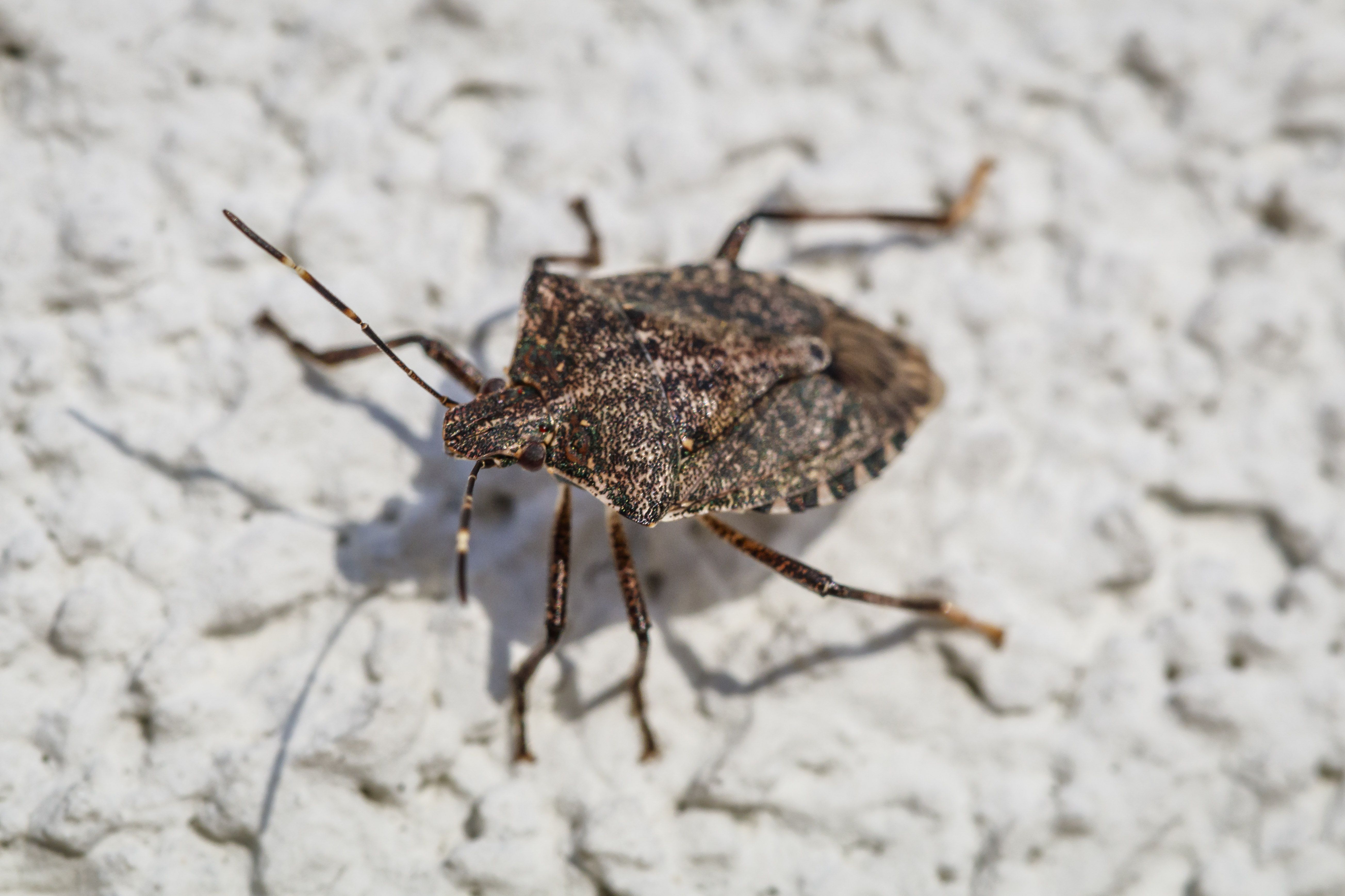 Causes Of Bugs In Fireplaces