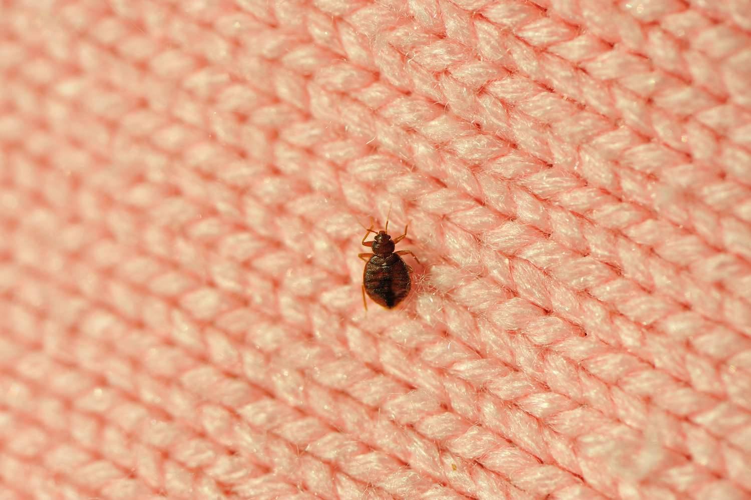 Checking A Couch For Bed Bugs