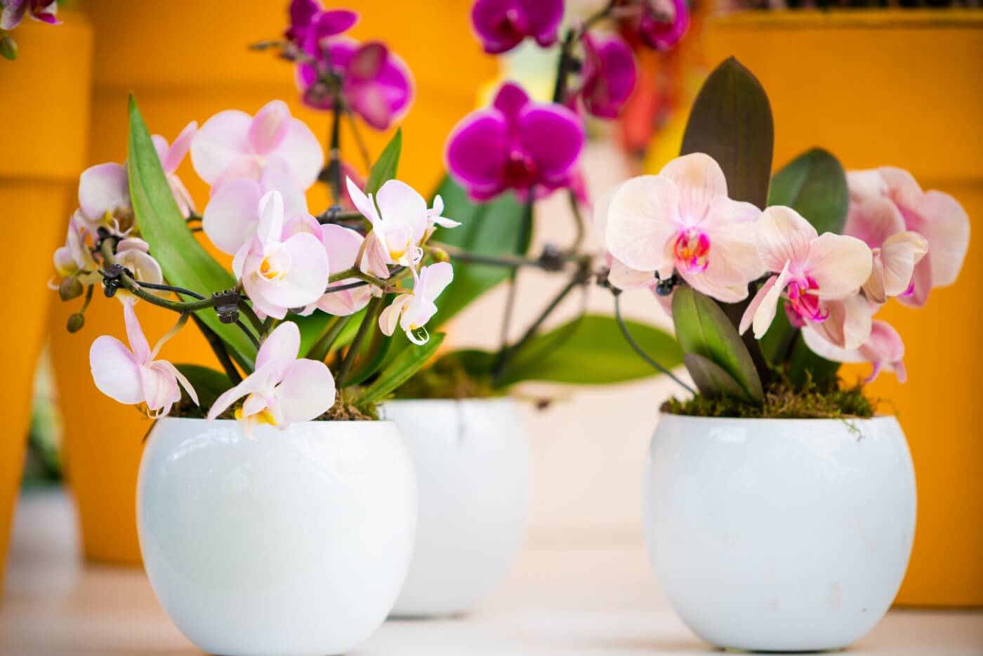 Chemical Remedies To Get Rid Of Bugs On Orchids