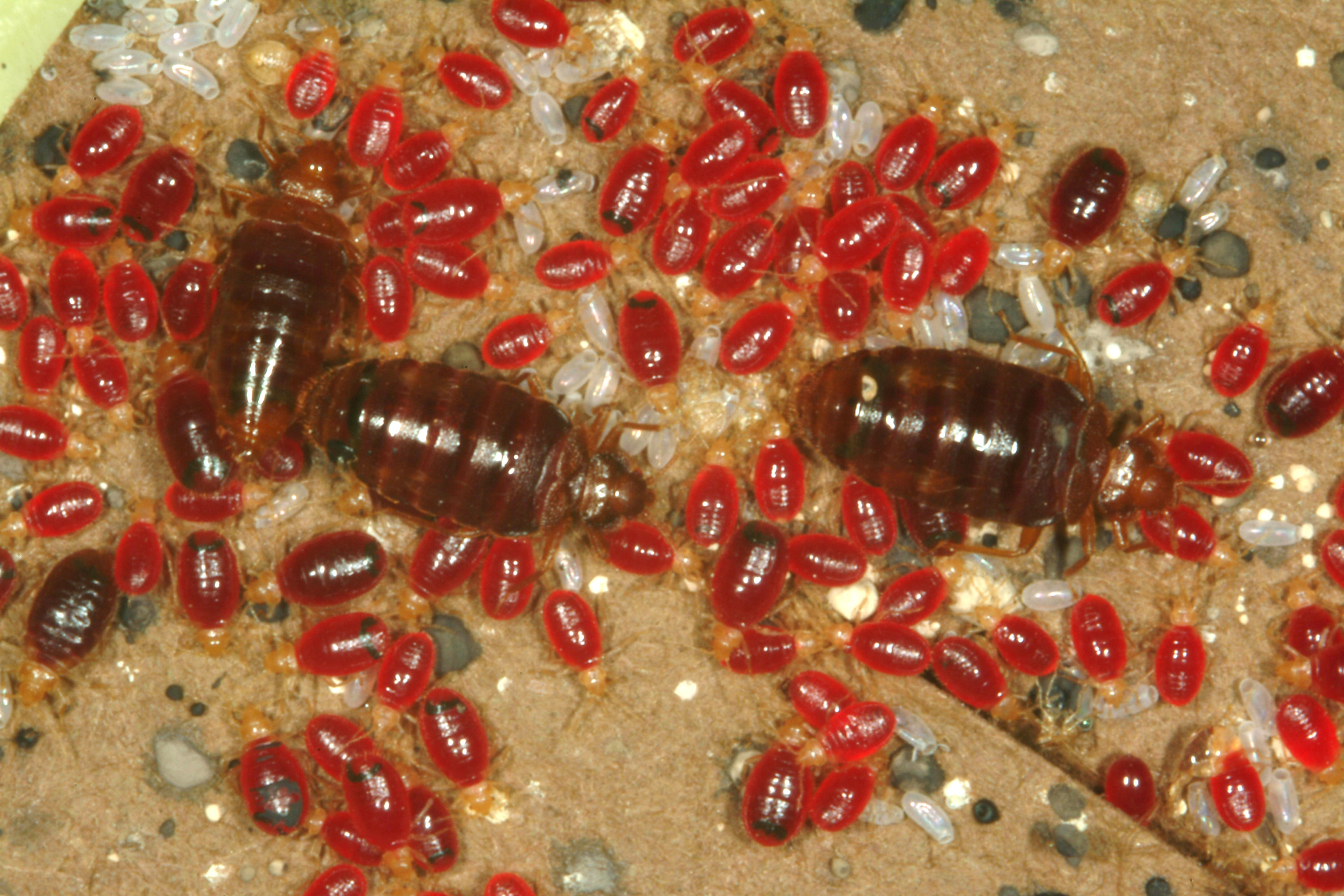 Chemical Resistance Of Bed Bugs