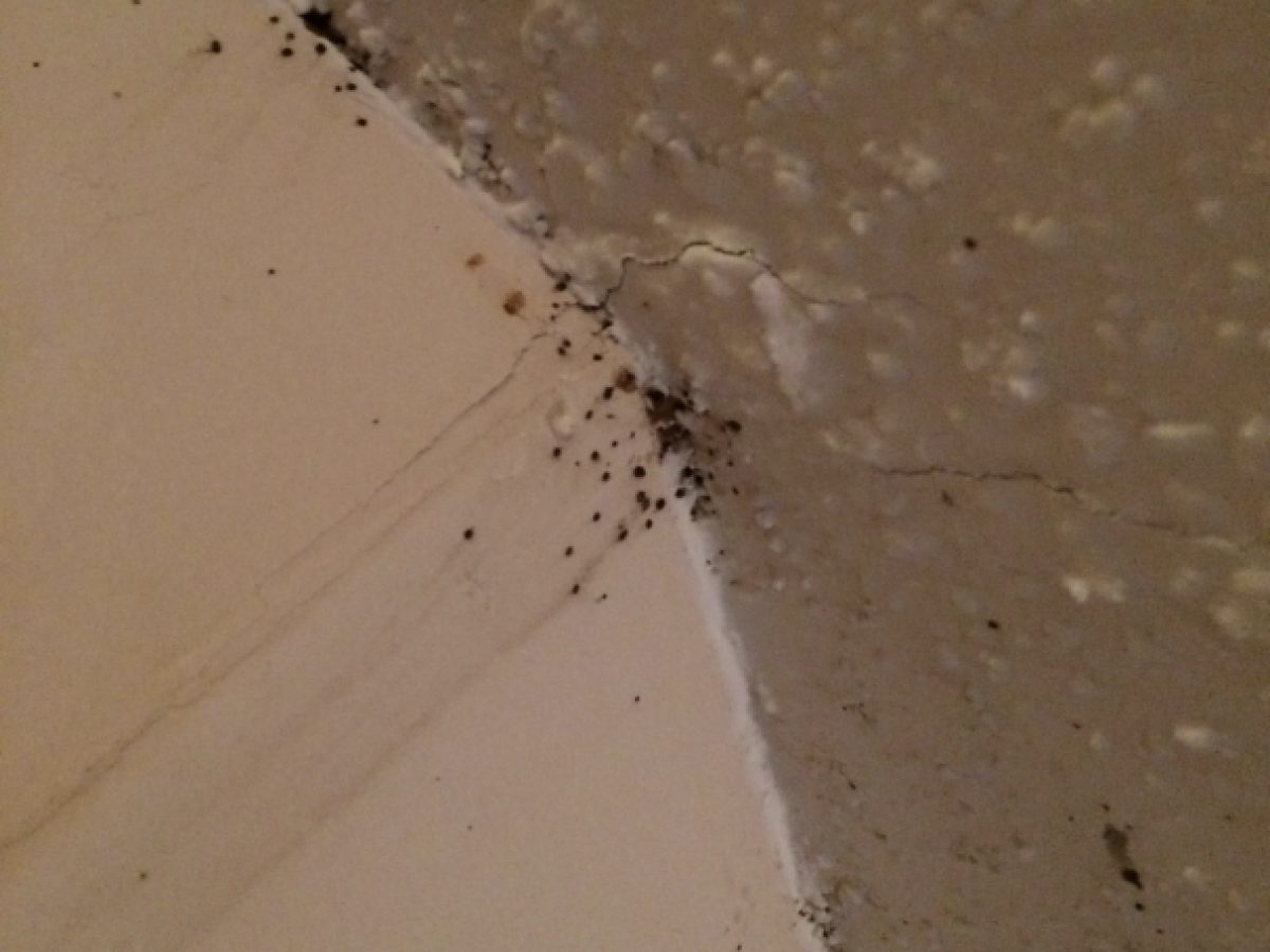 What Does Bed Bug Poop Look Like A Guide To Identifying Bugs Droppings