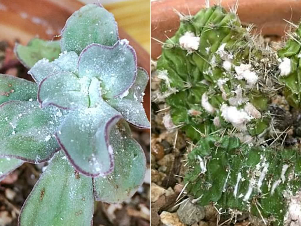 Cleaning Your Succulents