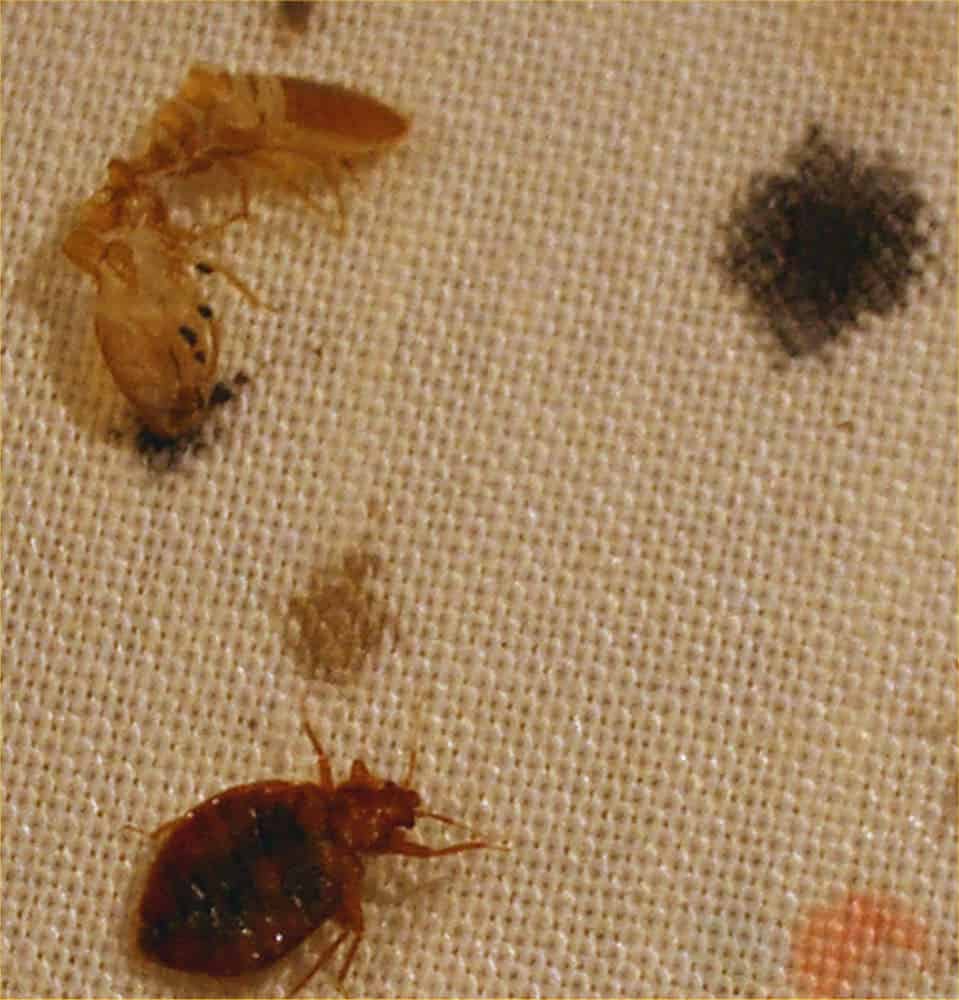 Color Of Bed Bug Shells