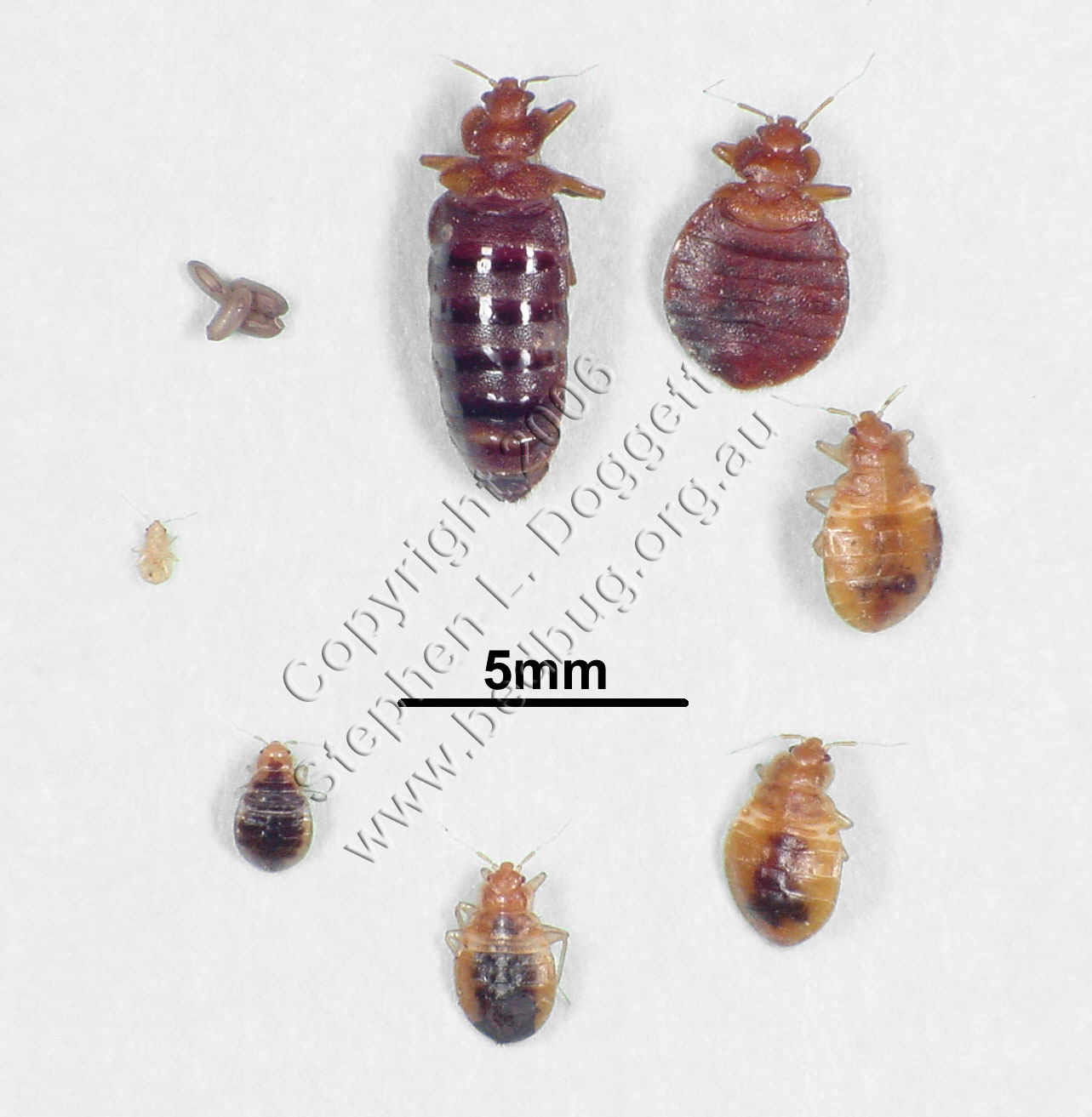 Common Bed Bug Eggs