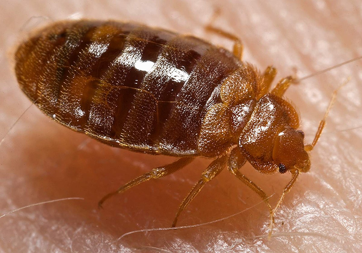 Common Bed Bug Species