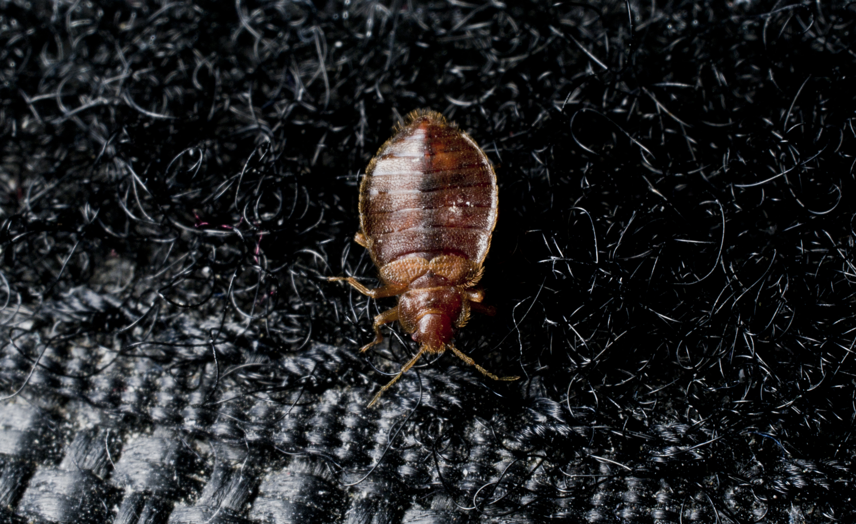 Common Hiding Places For Bed Bugs