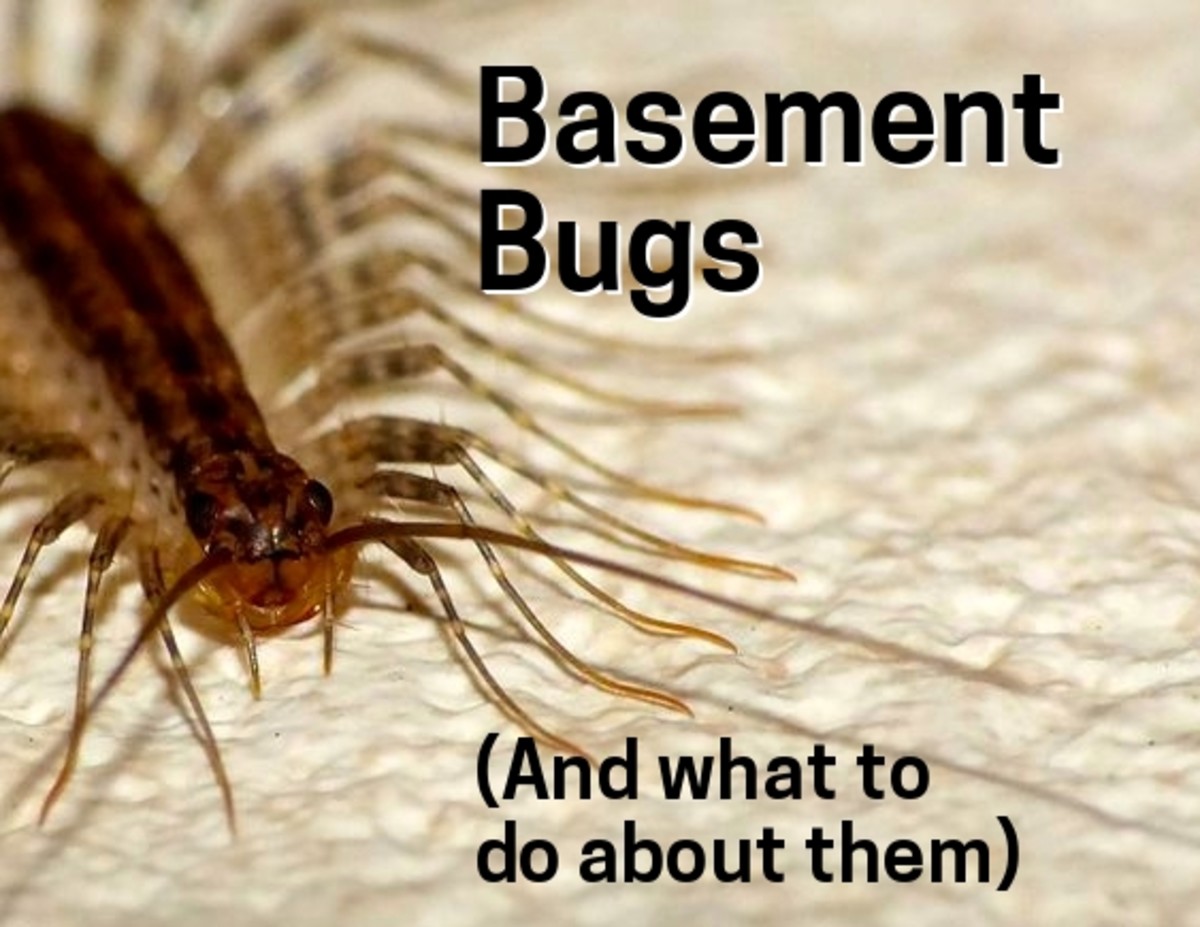 Common Types Of Bugs Found In Basements