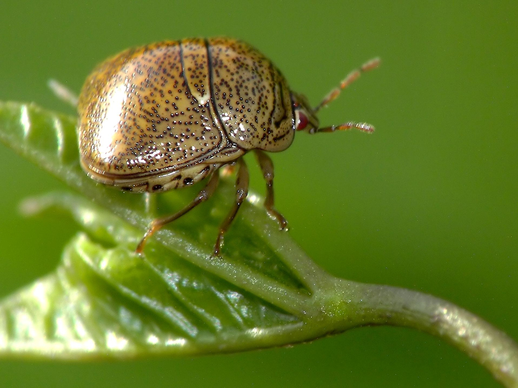 Control Your Kudzu Population