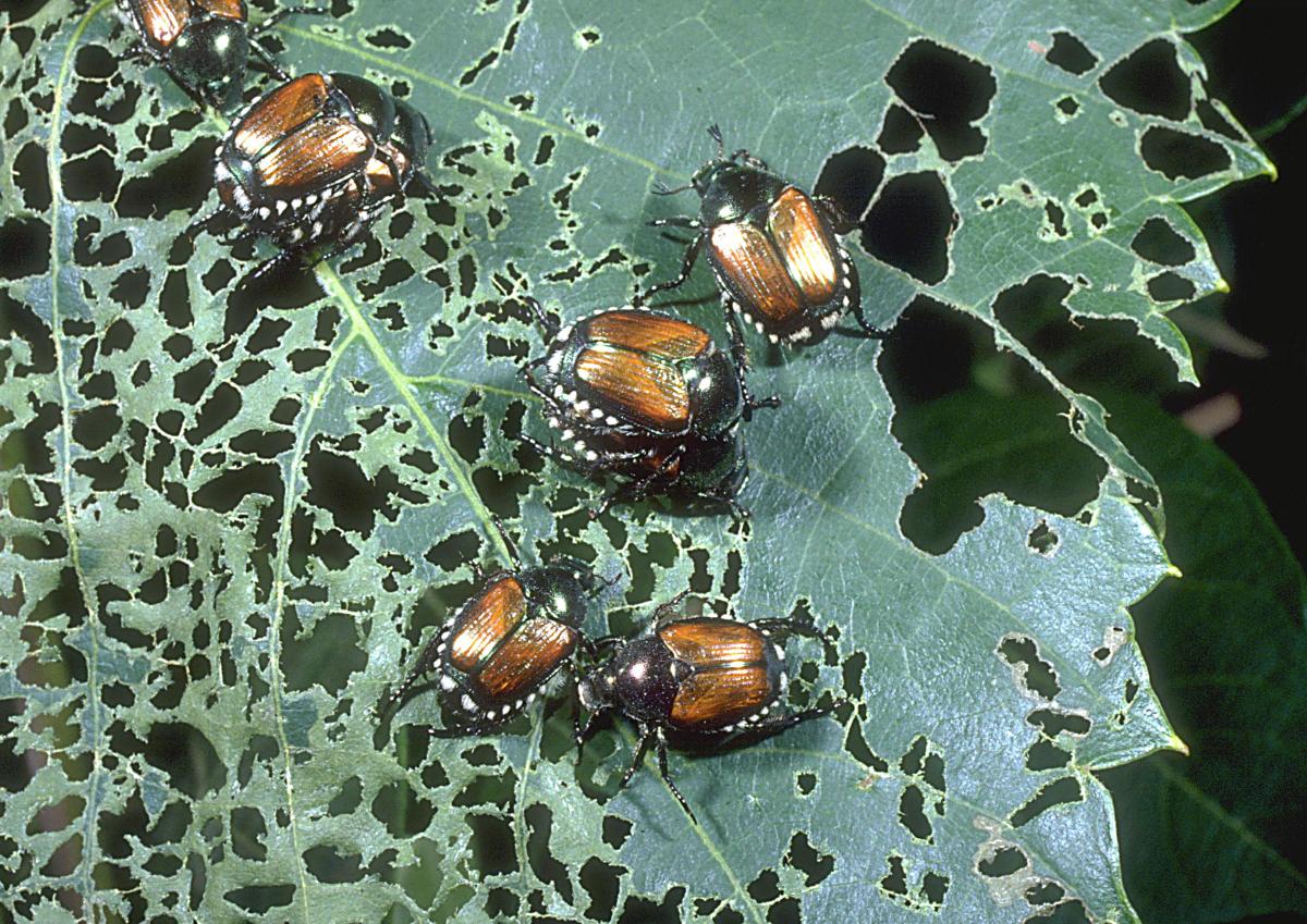 Damage To Crops