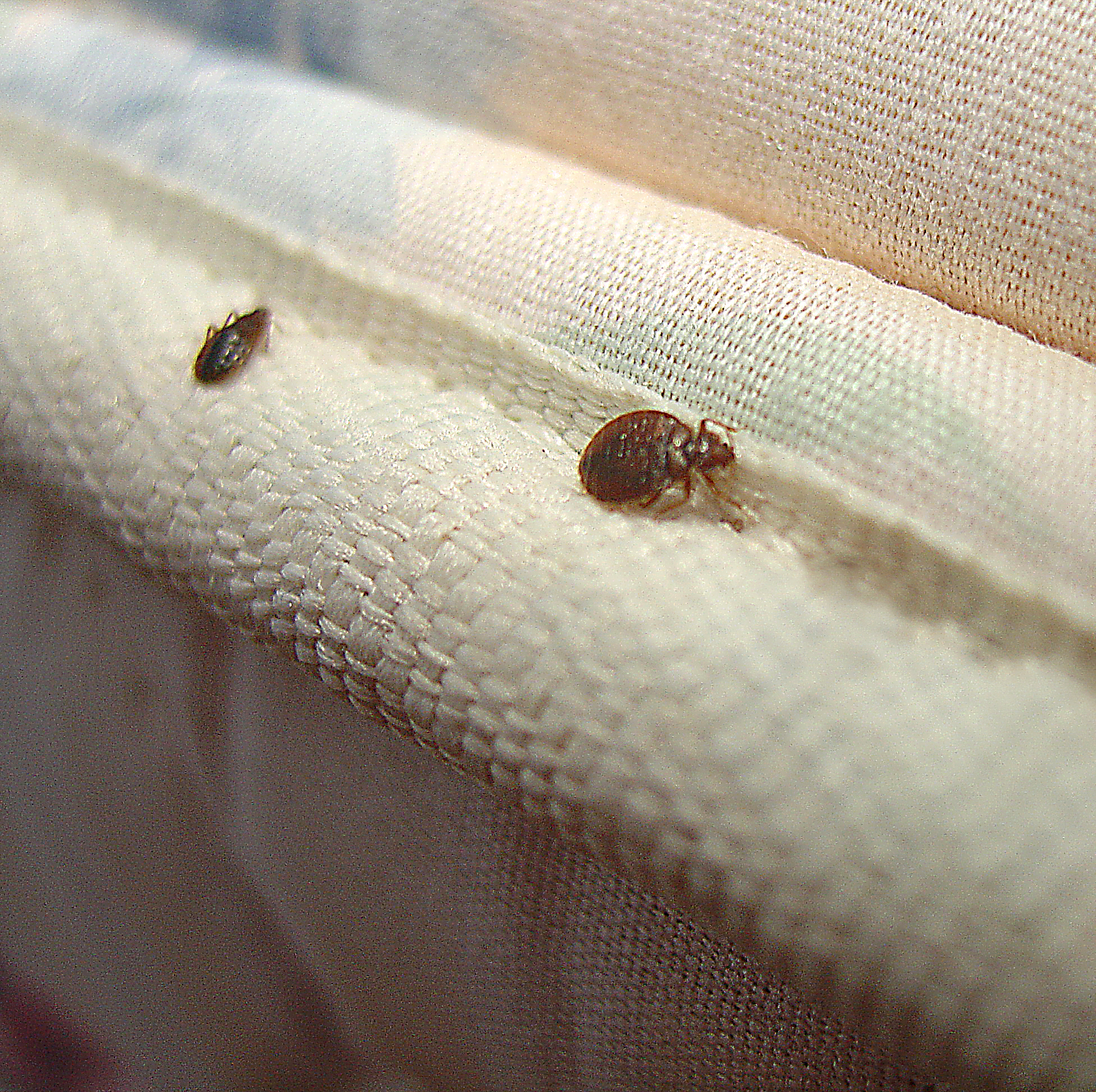 Detection Of Bed Bugs