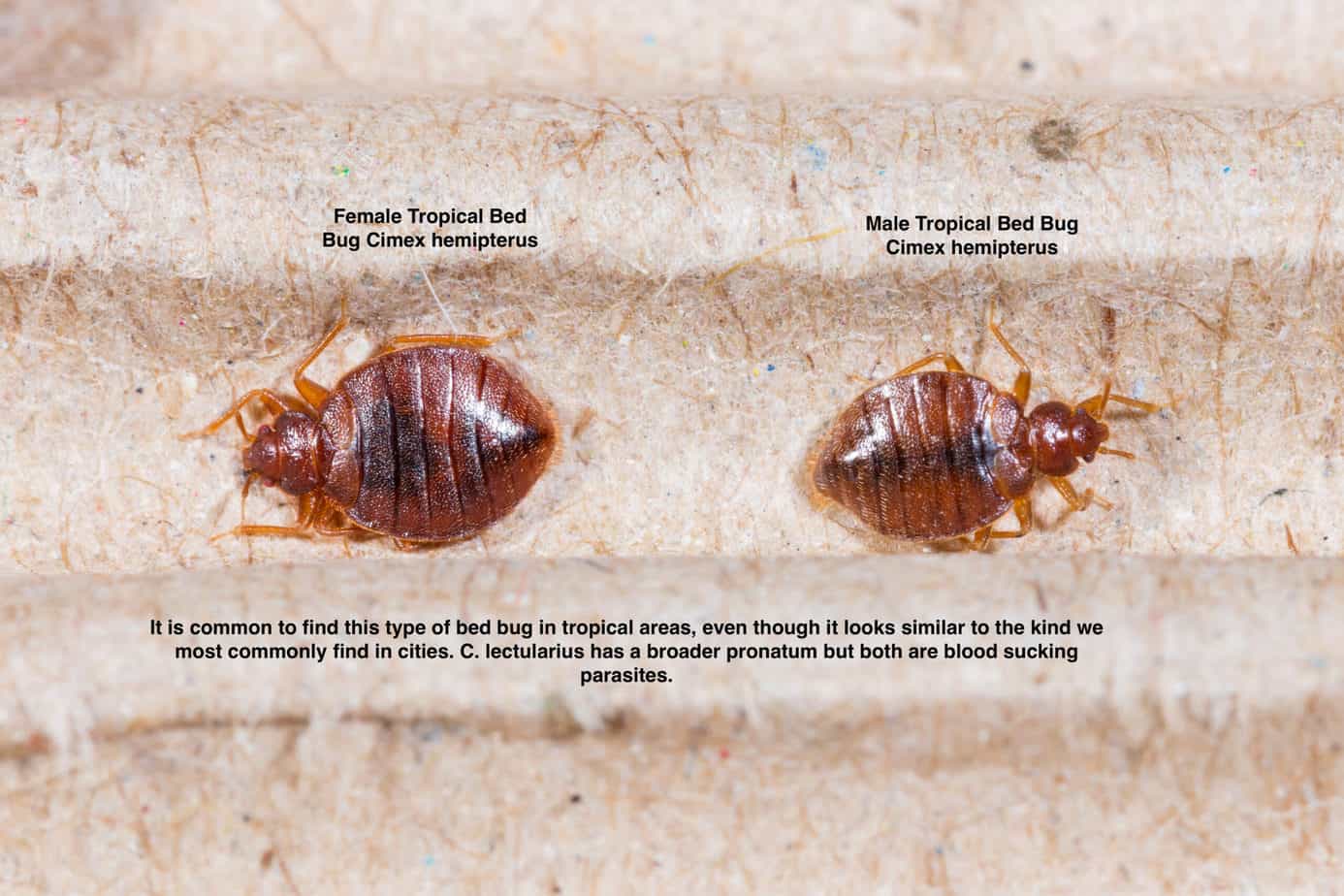 Differences In Blood Types Preferred By Different Species Of Bed Bugs