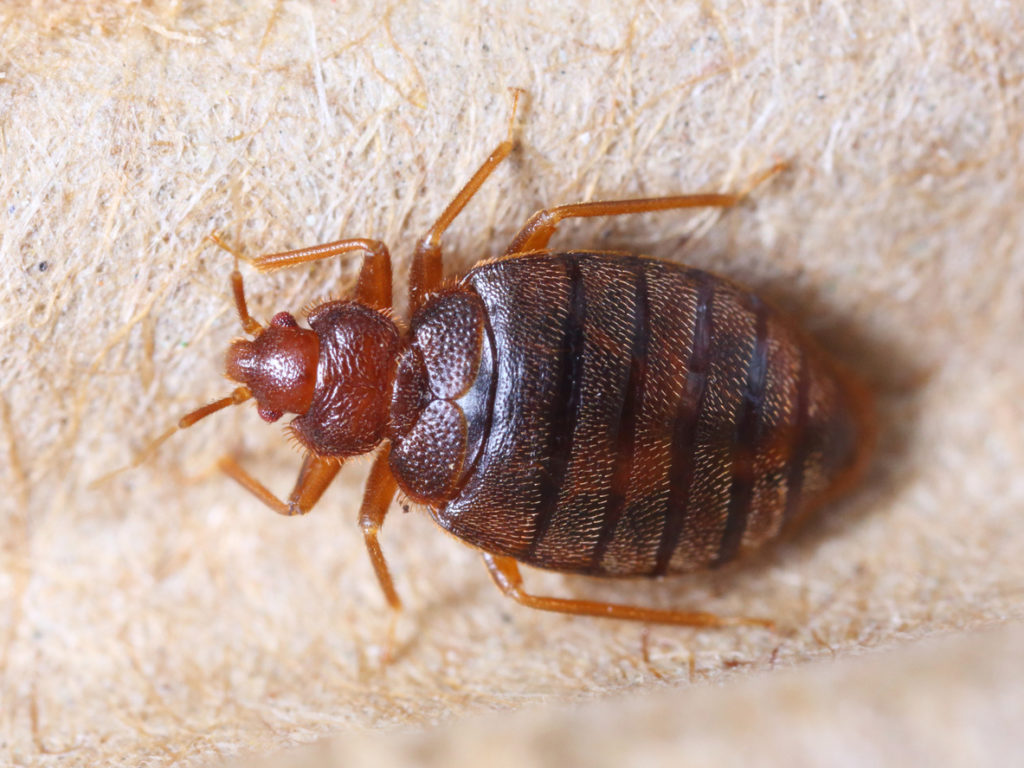 Do Bed Bugs Smell Differently In Different Places?